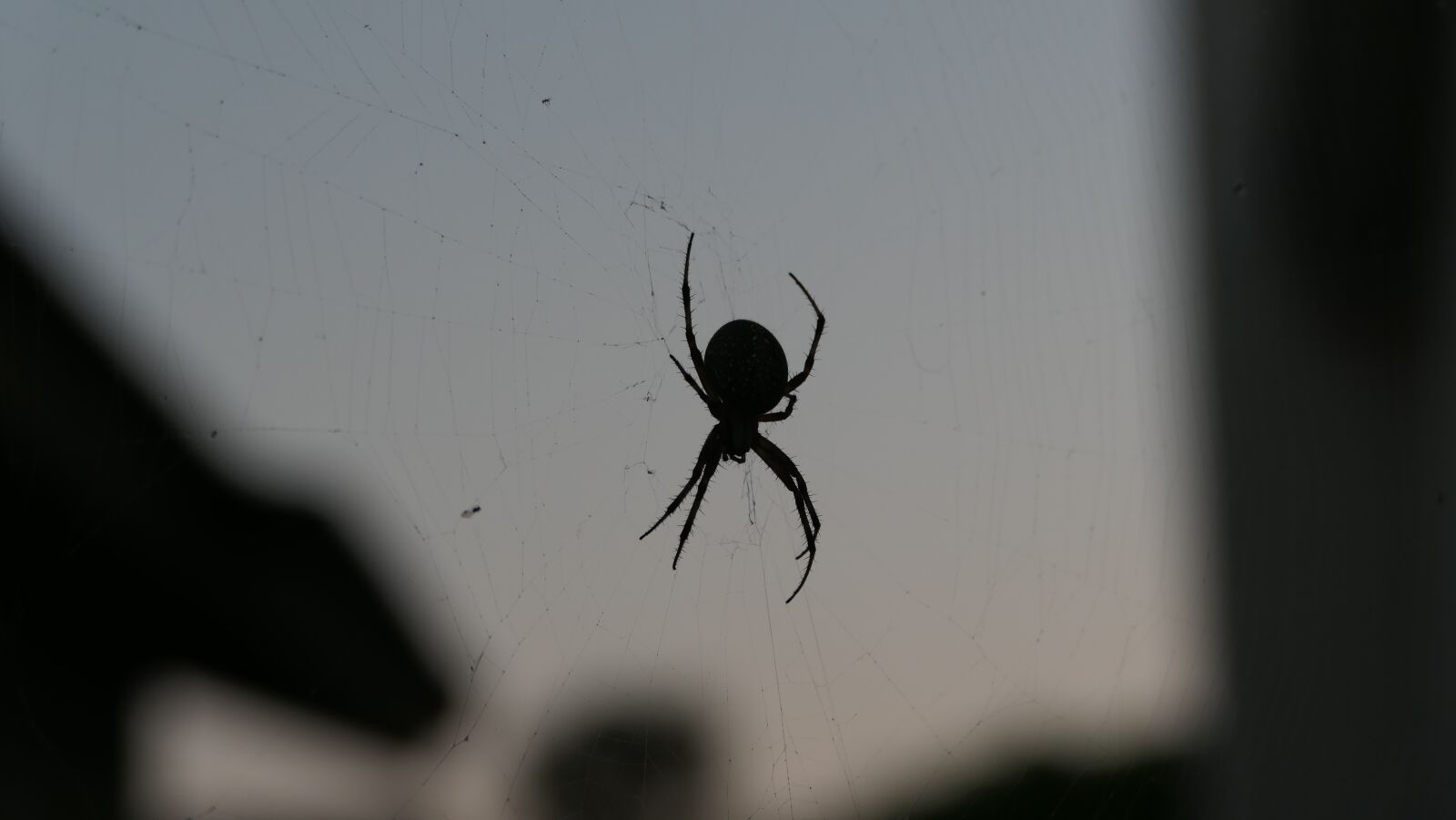 Panasonic DC-FZ10002 sample photo. Spider, web, black white photography