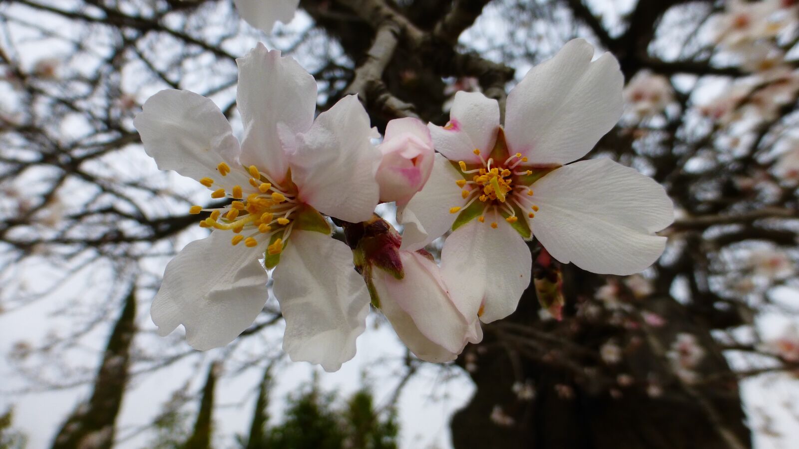 Panasonic Lumix DMC-ZS25 (Lumix DMC-TZ35) sample photo. Flower, tree, branch photography