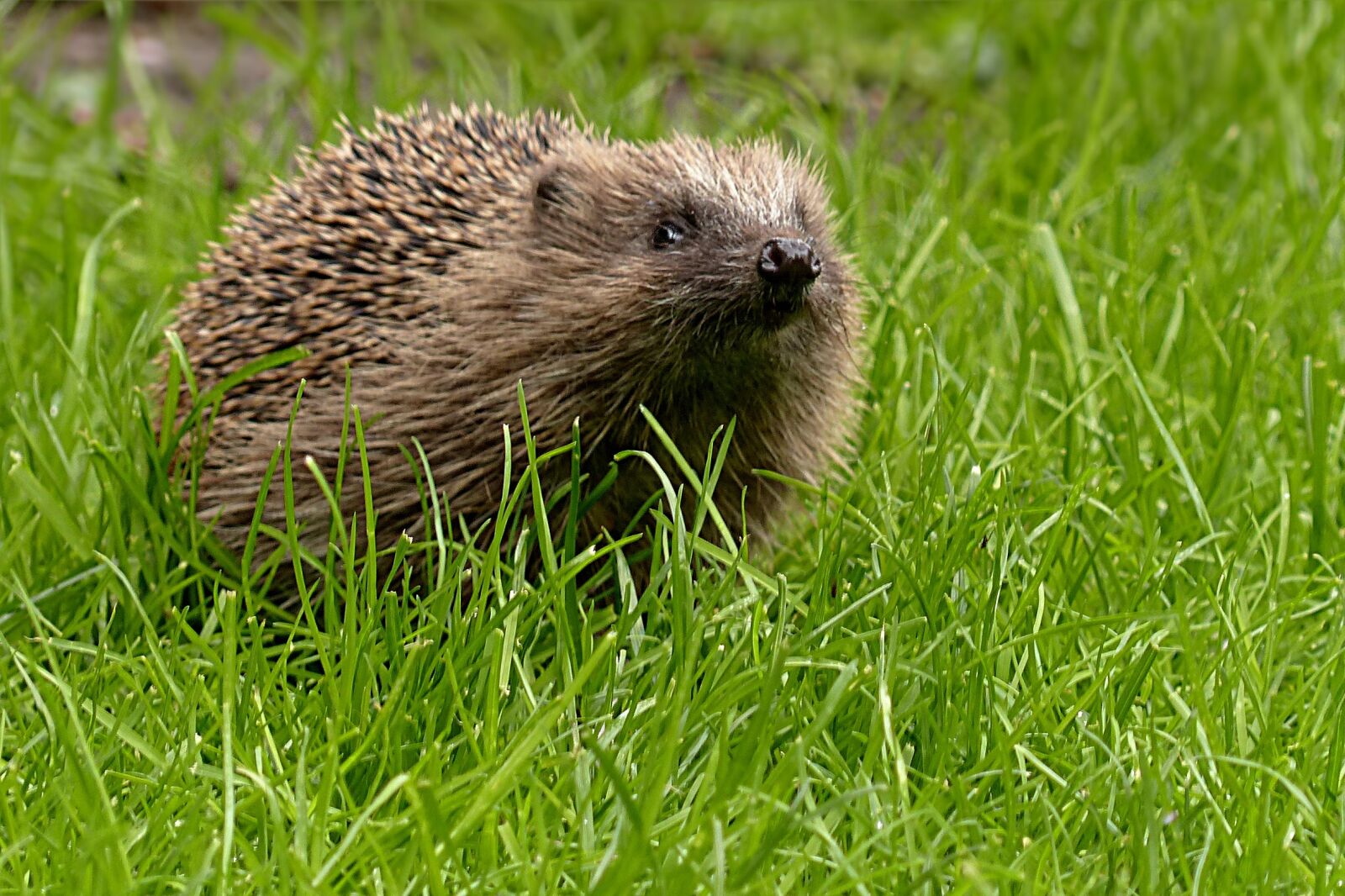Panasonic Lumix DMC-FZ200 sample photo. Hedgehog, erinaceus, animal photography