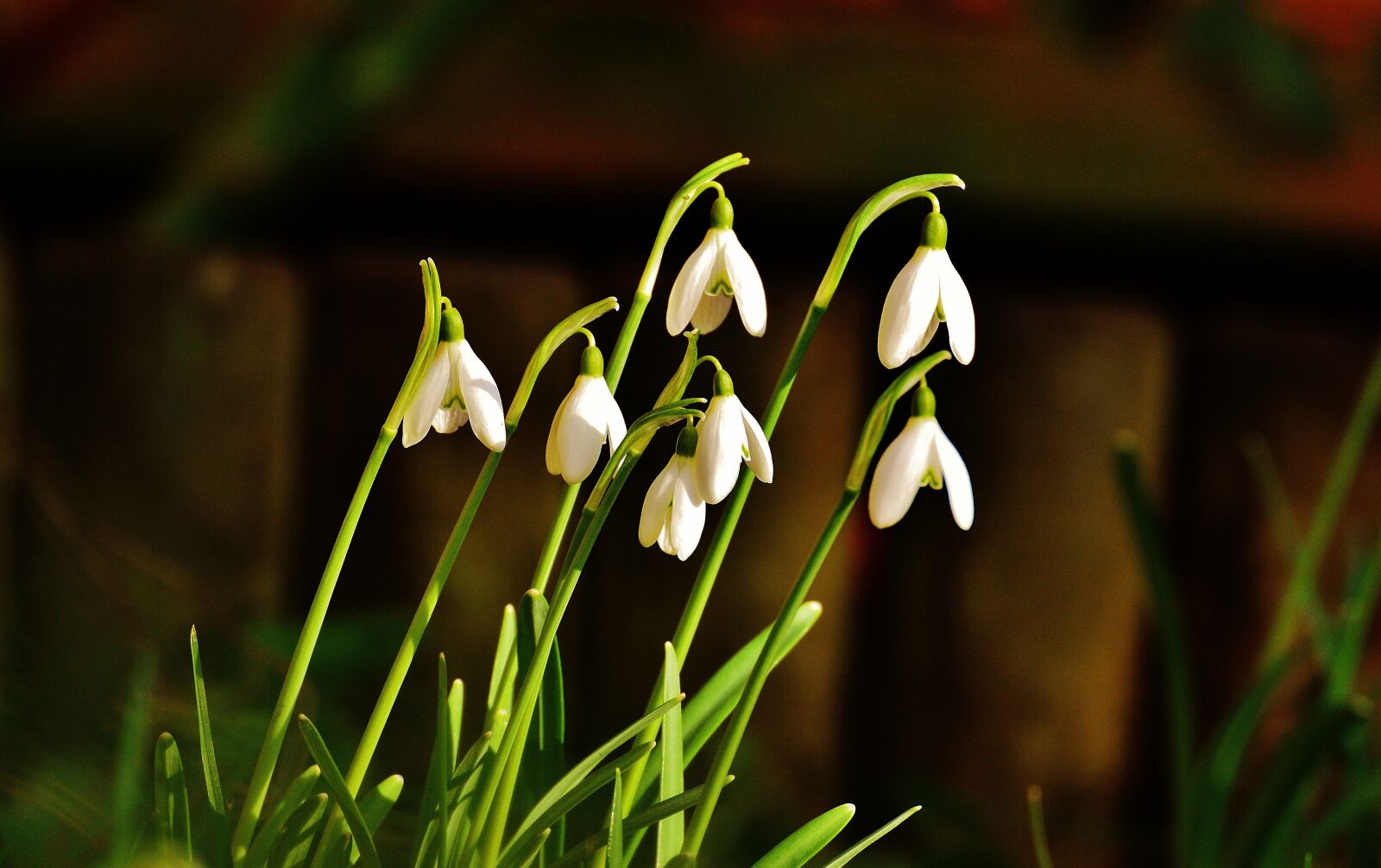 Nikon D3200 sample photo. Snowdrop, flowers, spring flower photography