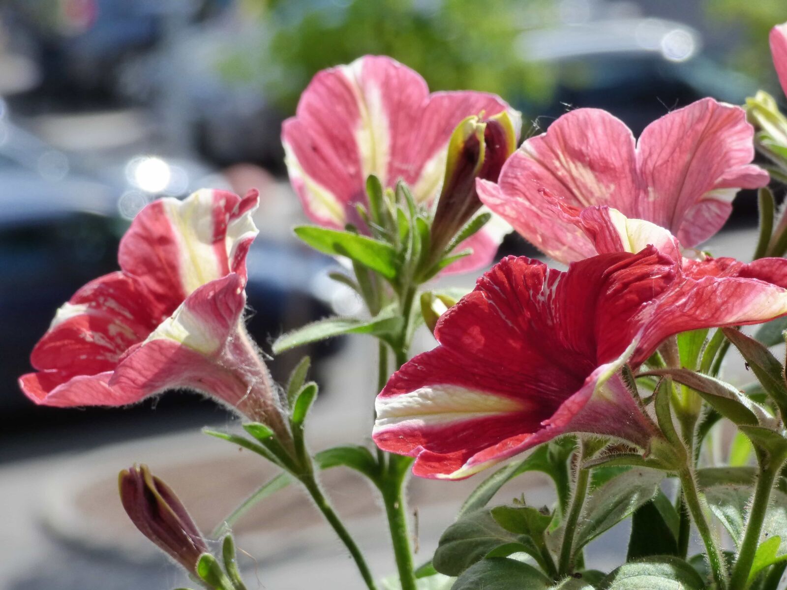 Panasonic DMC-FZ72 sample photo. Flower garden, focus, petunia photography