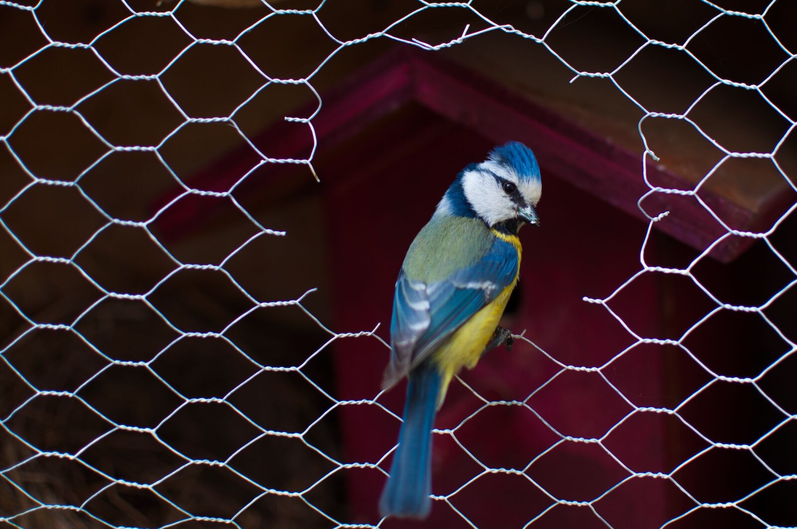 Nikon D5000 sample photo. Blue tit, bird, animal photography