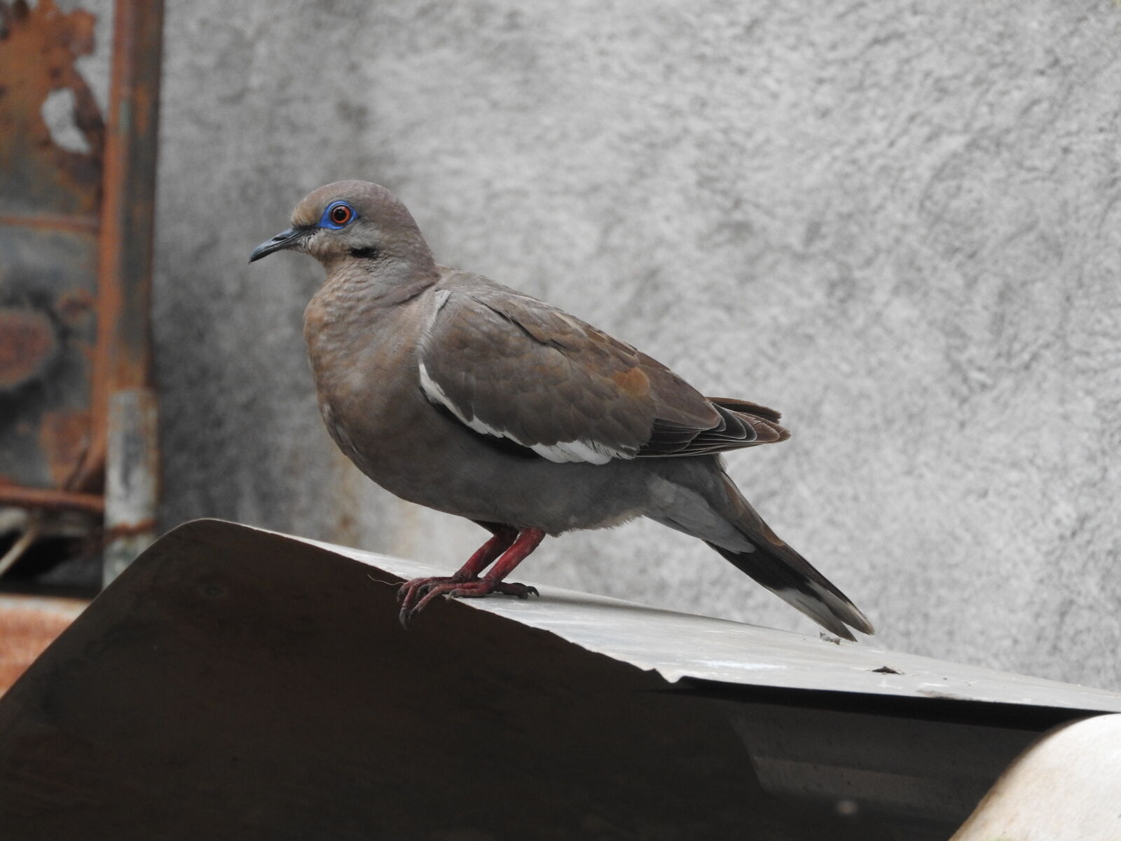 Nikon Coolpix P610 sample photo. Bird, managua, nicaragua photography