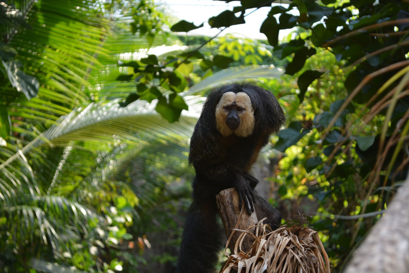 Nikon D5200 sample photo. Monkey, nature, funny photography
