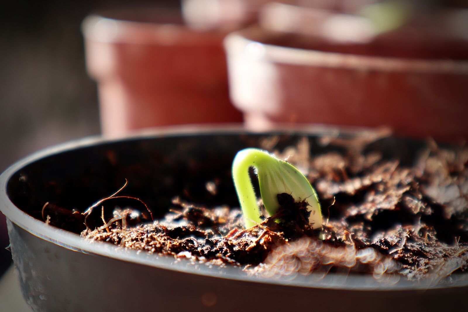 Canon EOS M100 sample photo. Potted plant, seedling, green photography