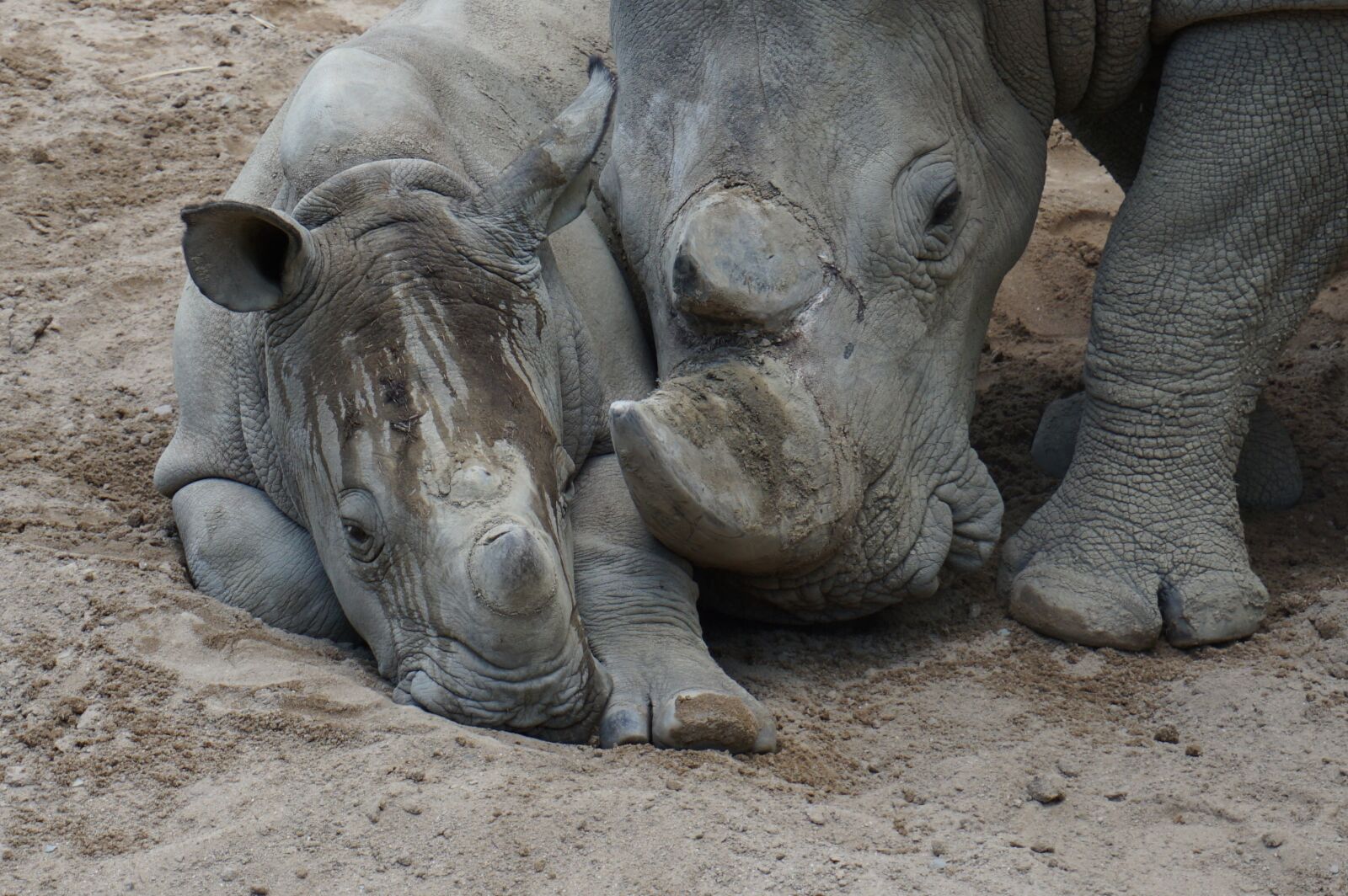 Sony a6000 sample photo. Rhino, mother, child photography