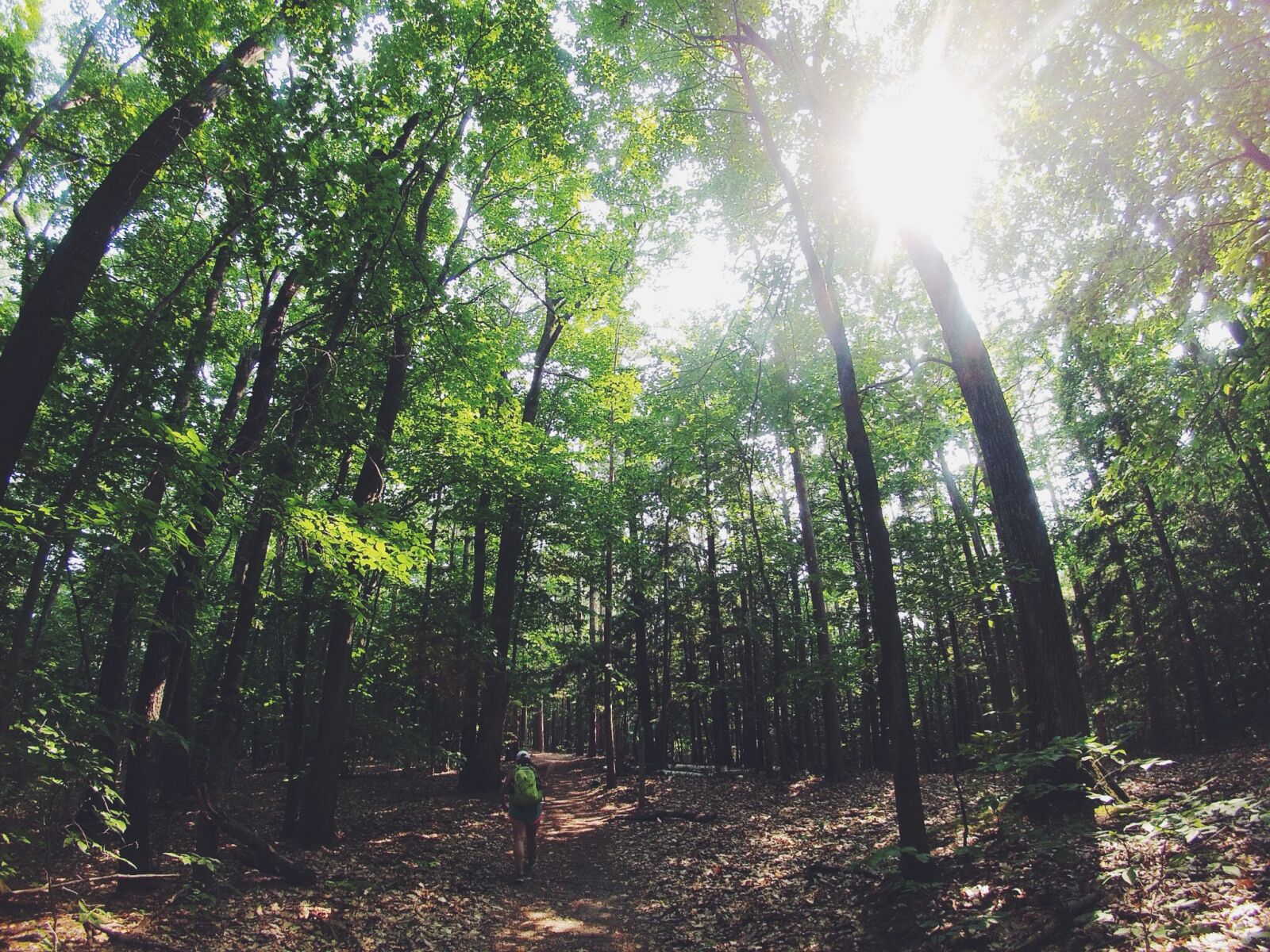 GoPro Hero3-Silver Edition sample photo. Green, leafed, trees, during photography