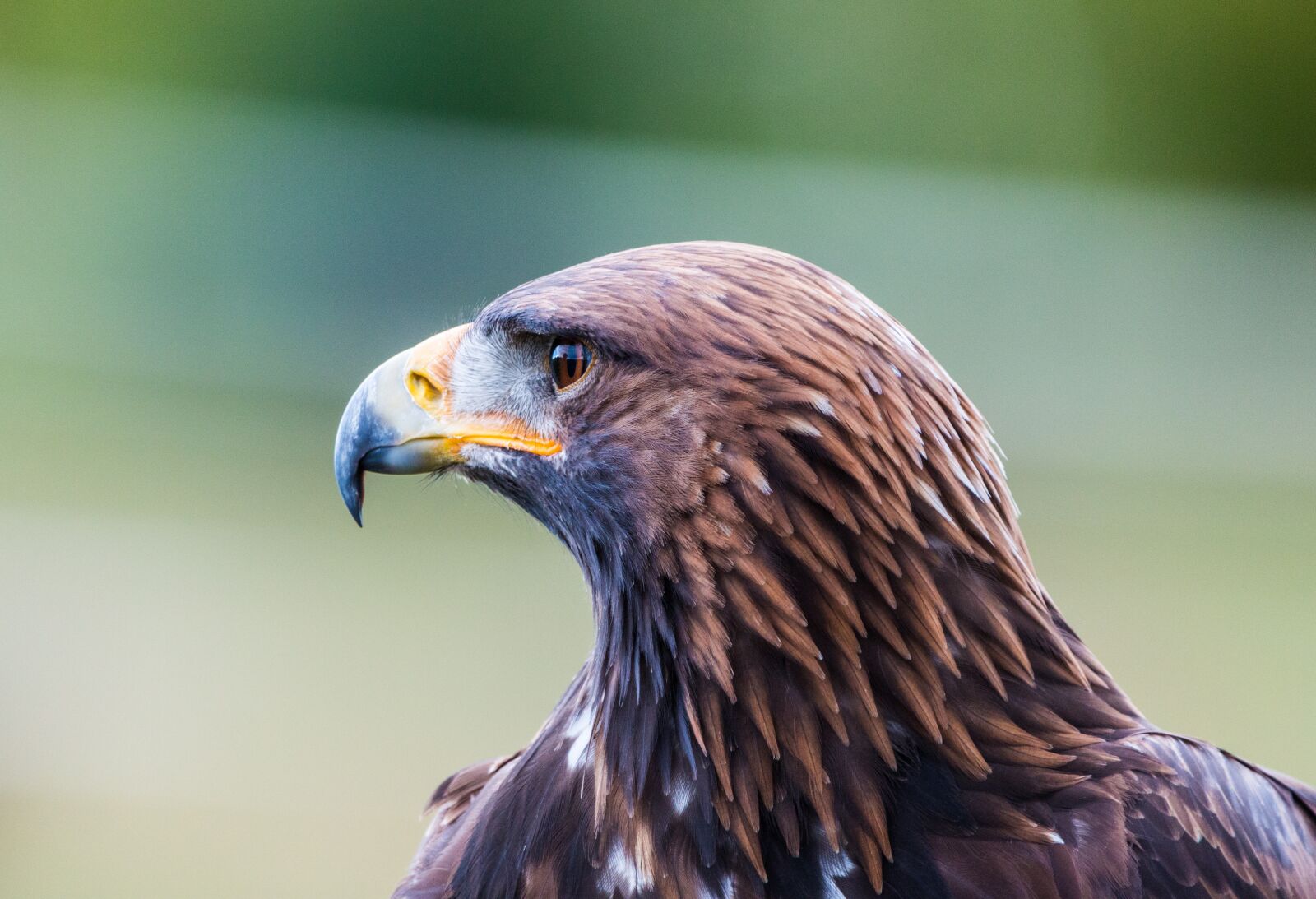 150-600mm F5-6.3 DG OS HSM | Contemporary 015 sample photo. Golden eagle, adler, bird photography