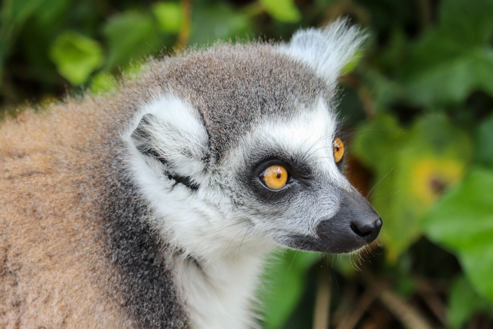 Canon EOS 800D (EOS Rebel T7i / EOS Kiss X9i) sample photo. Lemur, lémurien, singe photography