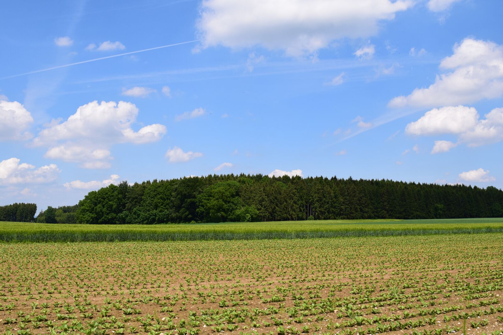 Nikon D3300 sample photo. Field, cultivation, agriculture photography