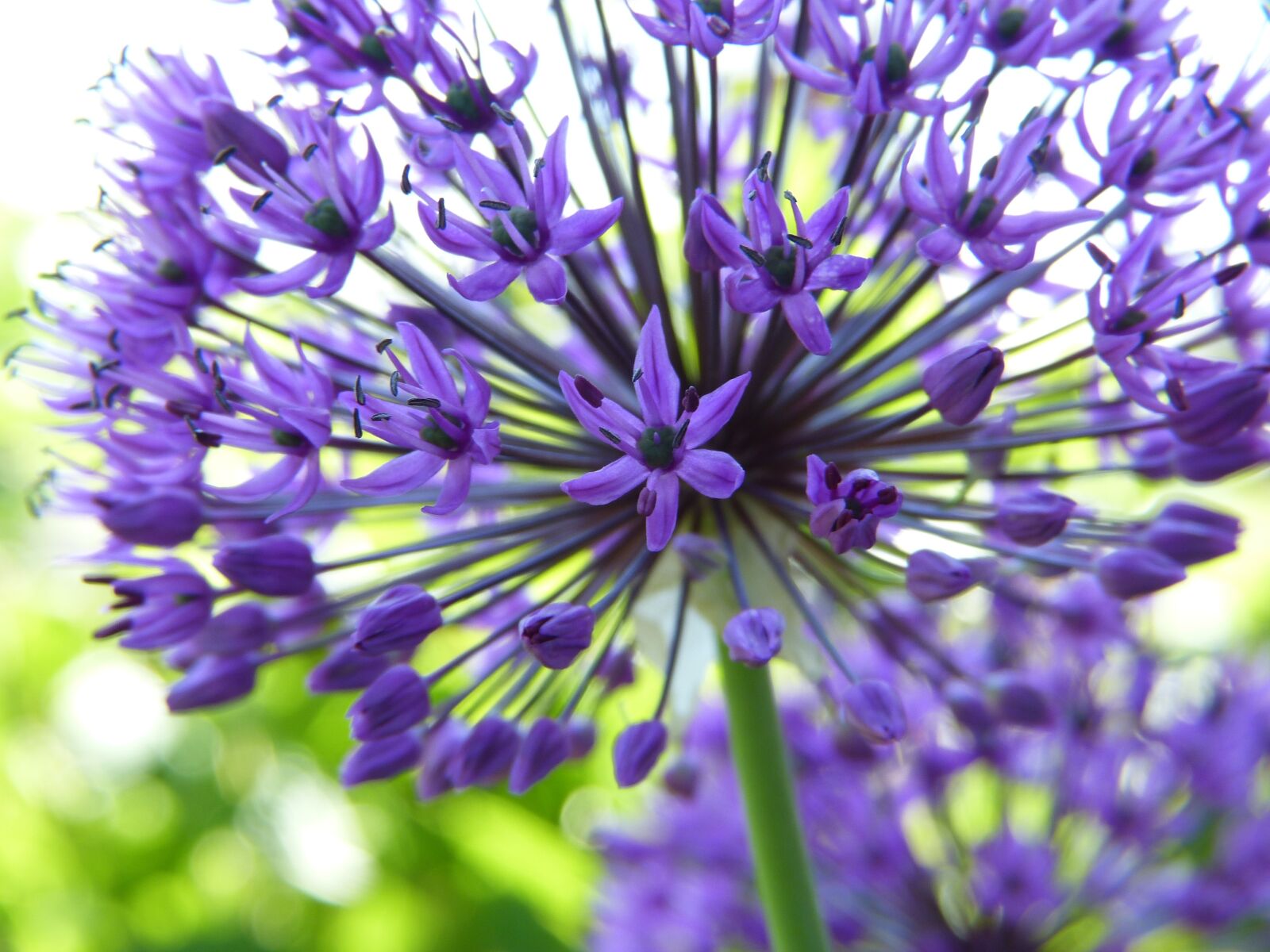 Panasonic Lumix DMC-FZ150 sample photo. Ornamental onion, allium, lilies photography