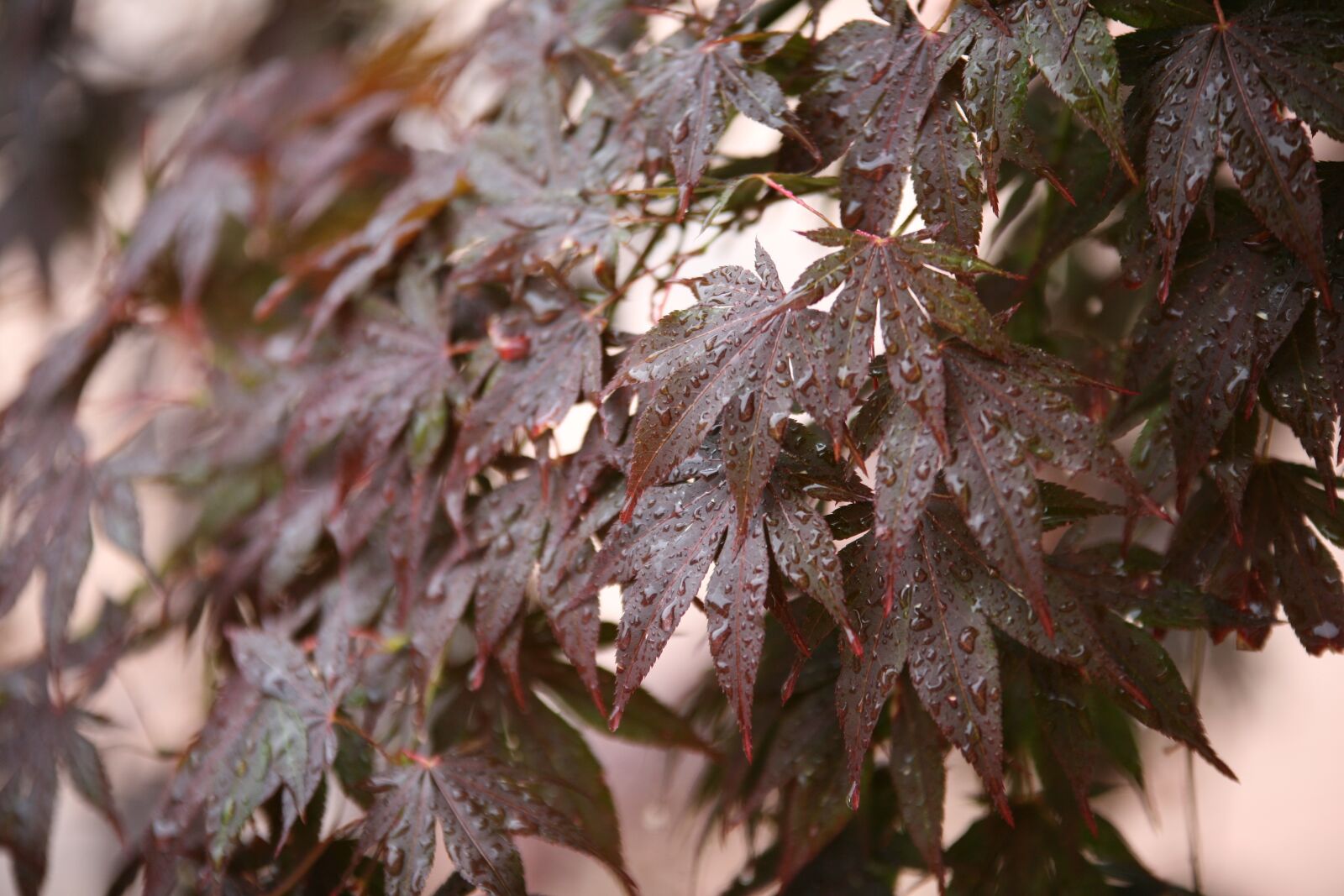 Canon EOS 5D sample photo. Non, autumn leaves, raindrops photography