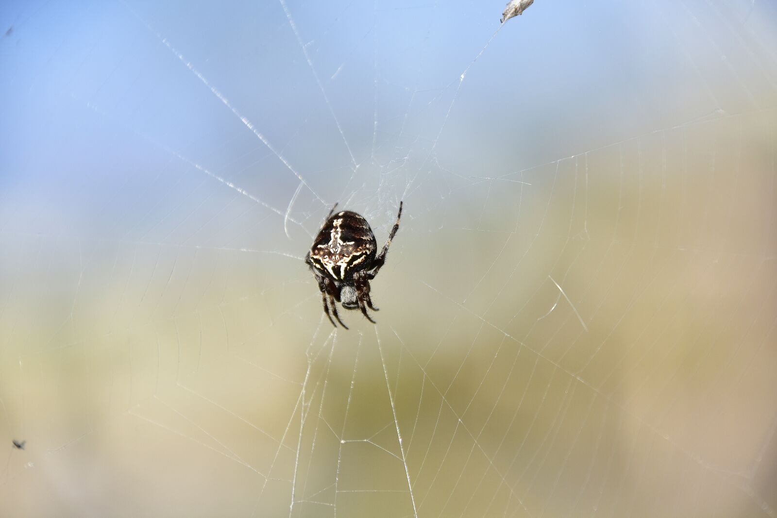 Nikon D7200 sample photo. Spider, insects, nature photography