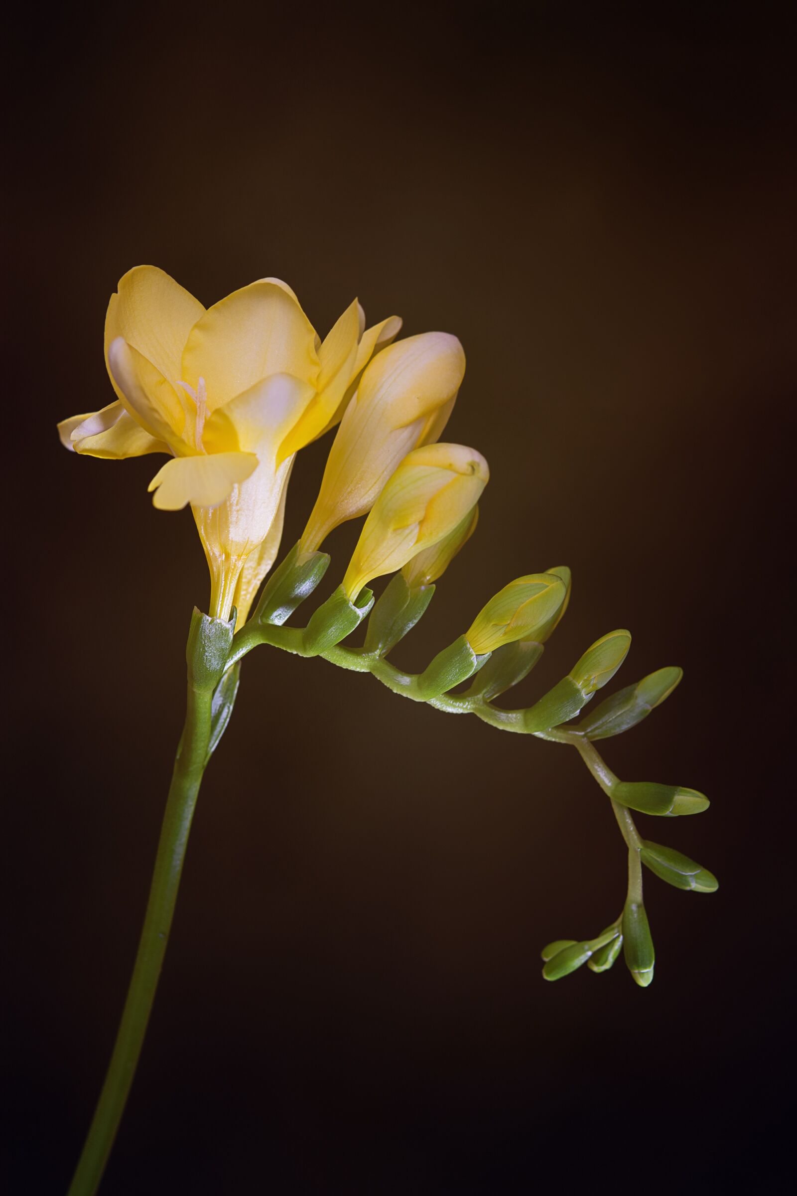 Nikon D7100 sample photo. Flowers, yellow flowers, freesia photography