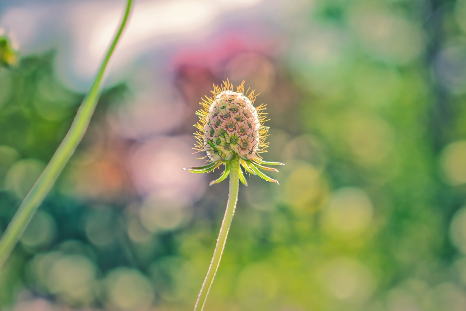 Nikon D3400 sample photo. Seedpod, flower, bokeh photography