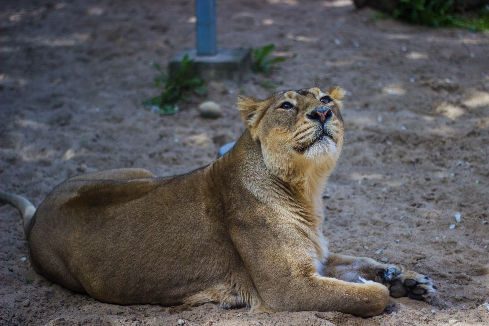 Canon EOS 600D (Rebel EOS T3i / EOS Kiss X5) + Canon EF 50mm F1.8 II sample photo. Lion, wildlife, nature photography
