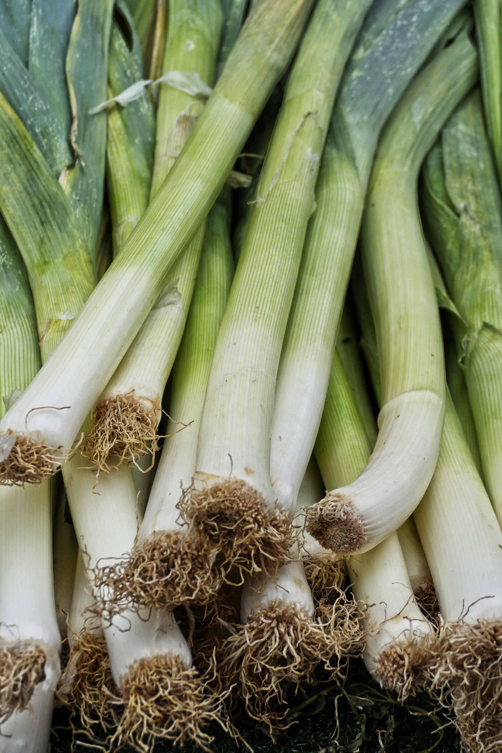 Panasonic Lumix DMC-FZ1000 sample photo. Leek, vegetables, allium porrum photography