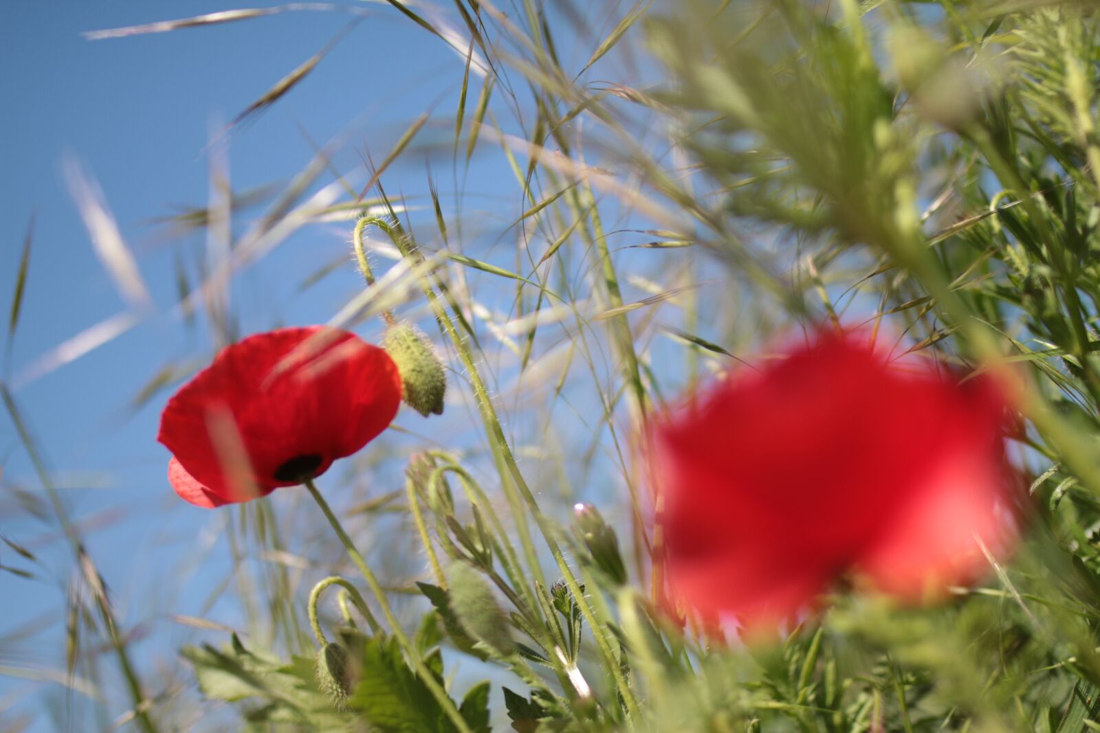 Sigma 35mm F1.4 DG HSM Art sample photo. Poppy, wild flowers, red photography