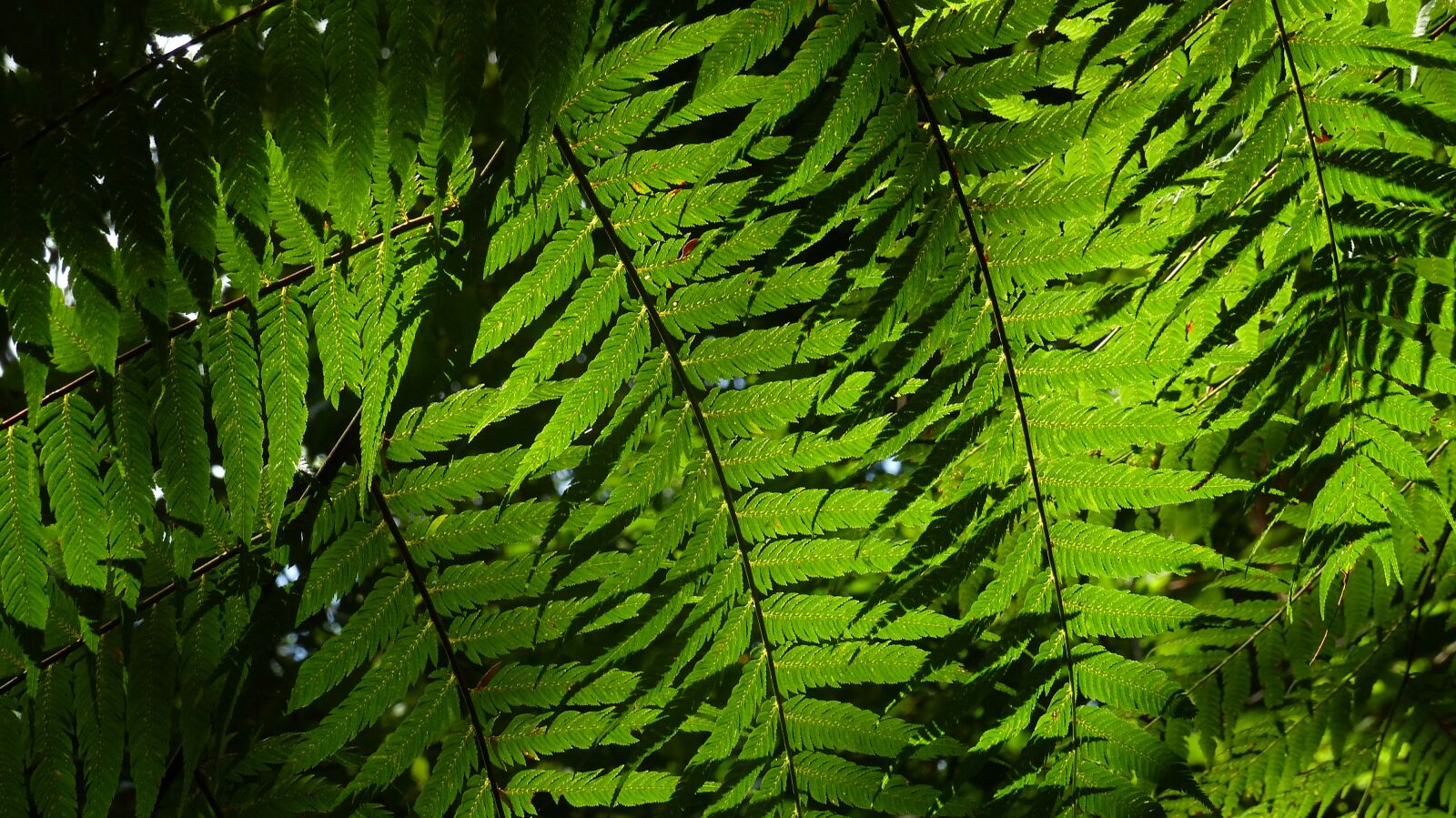 Panasonic Lumix DMC-FZ200 sample photo. Green, ferns, plant photography