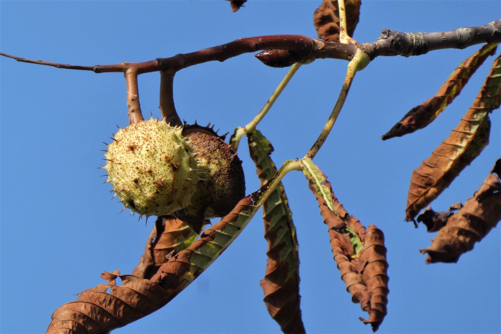 Panasonic Lumix DC-ZS70 (Lumix DC-TZ90) sample photo. Chestnut, fruit, prickly photography