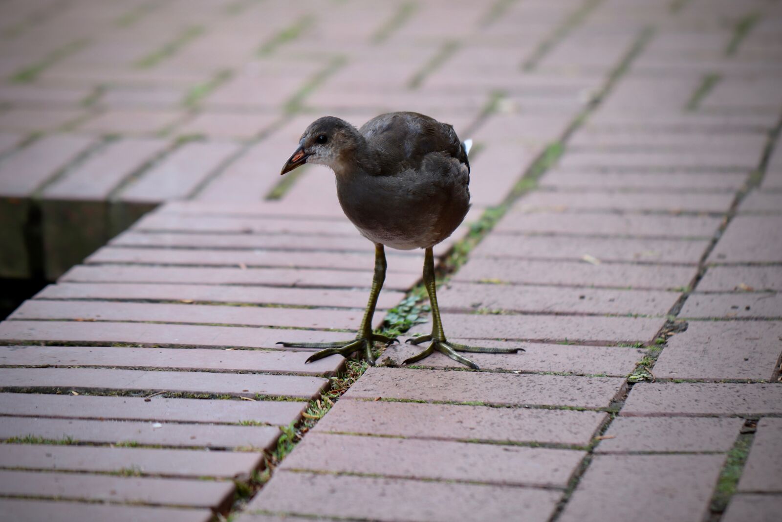 Canon EOS 800D (EOS Rebel T7i / EOS Kiss X9i) sample photo. Water bird, ralle, gr photography