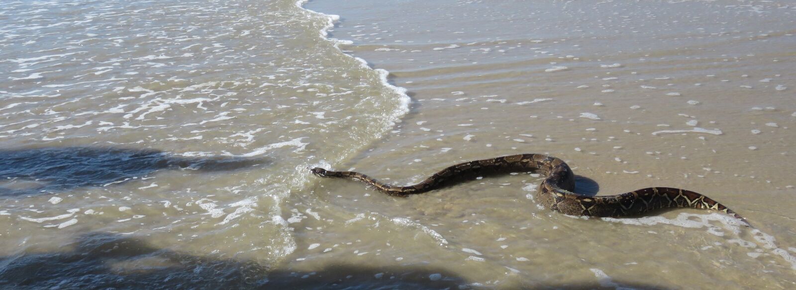 Canon PowerShot SX60 HS sample photo. Snake, sea, nature photography