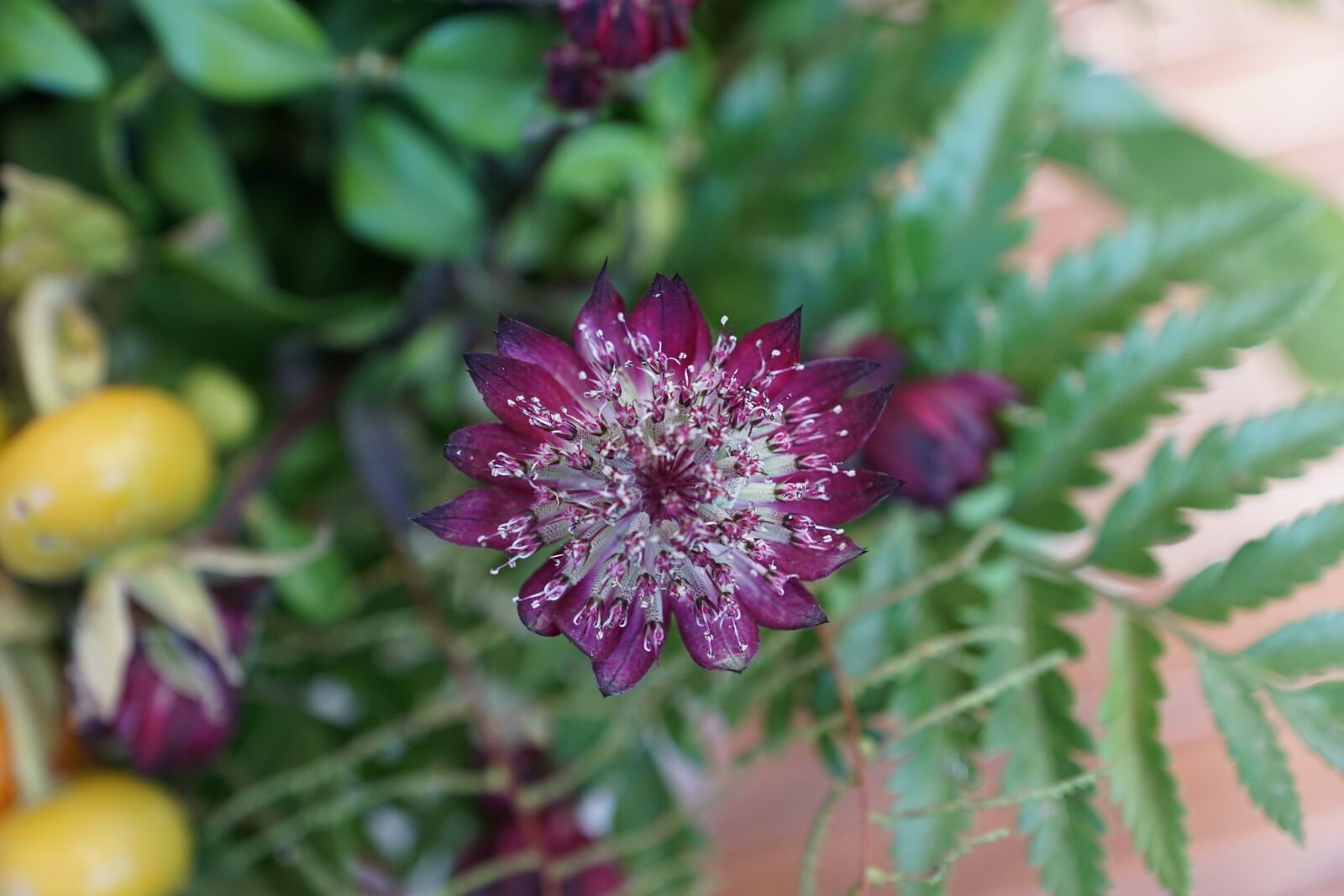 Sony DT 16-50mm F2.8 SSM sample photo. Flowers, strauss, green photography