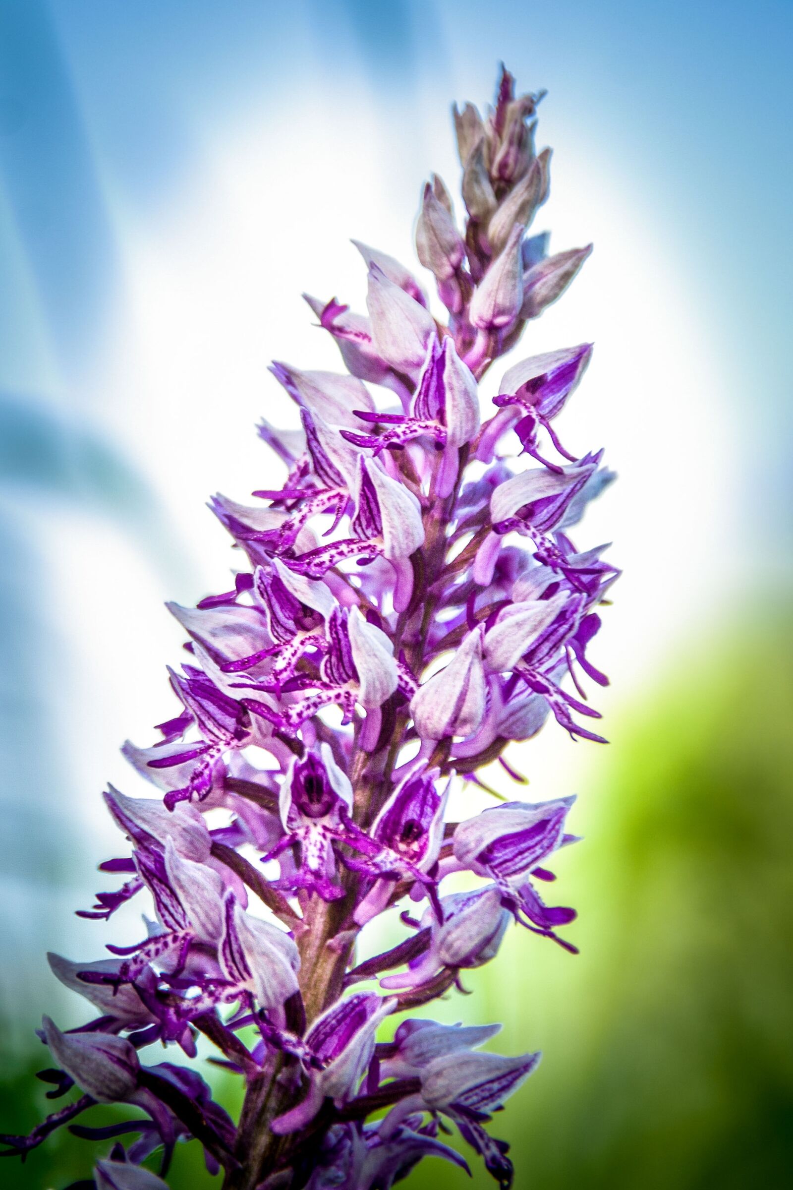 Canon EOS 350D (EOS Digital Rebel XT / EOS Kiss Digital N) sample photo. Orchid monkey orchid, wild photography