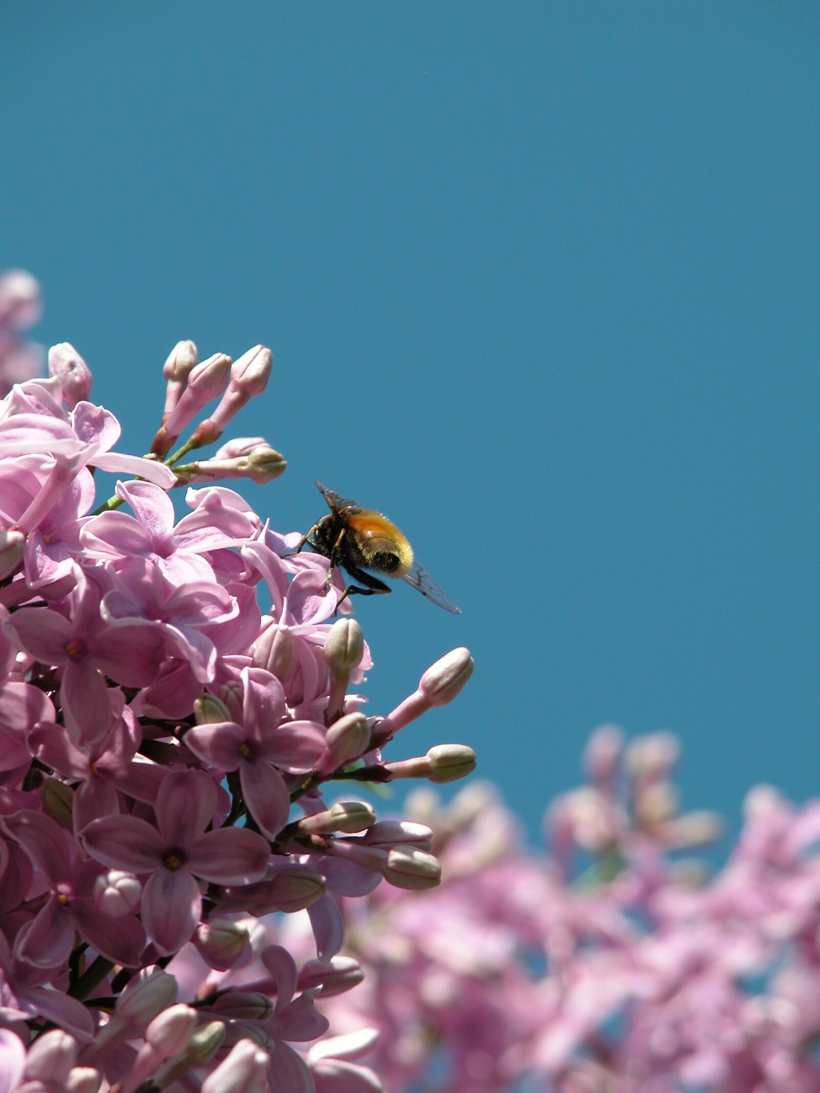 Nikon E5700 sample photo. Bee, honey bee, flower photography