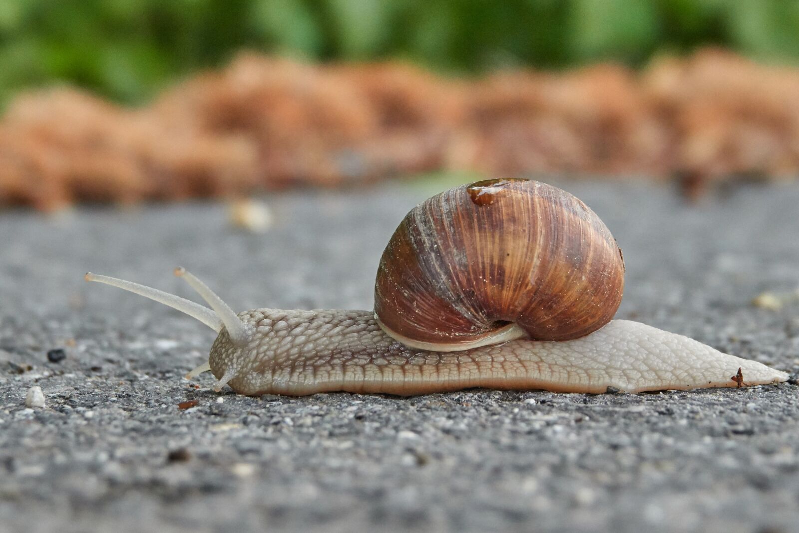 Sony Cyber-shot DSC-RX10 IV sample photo. Snail, shell, mollusk photography