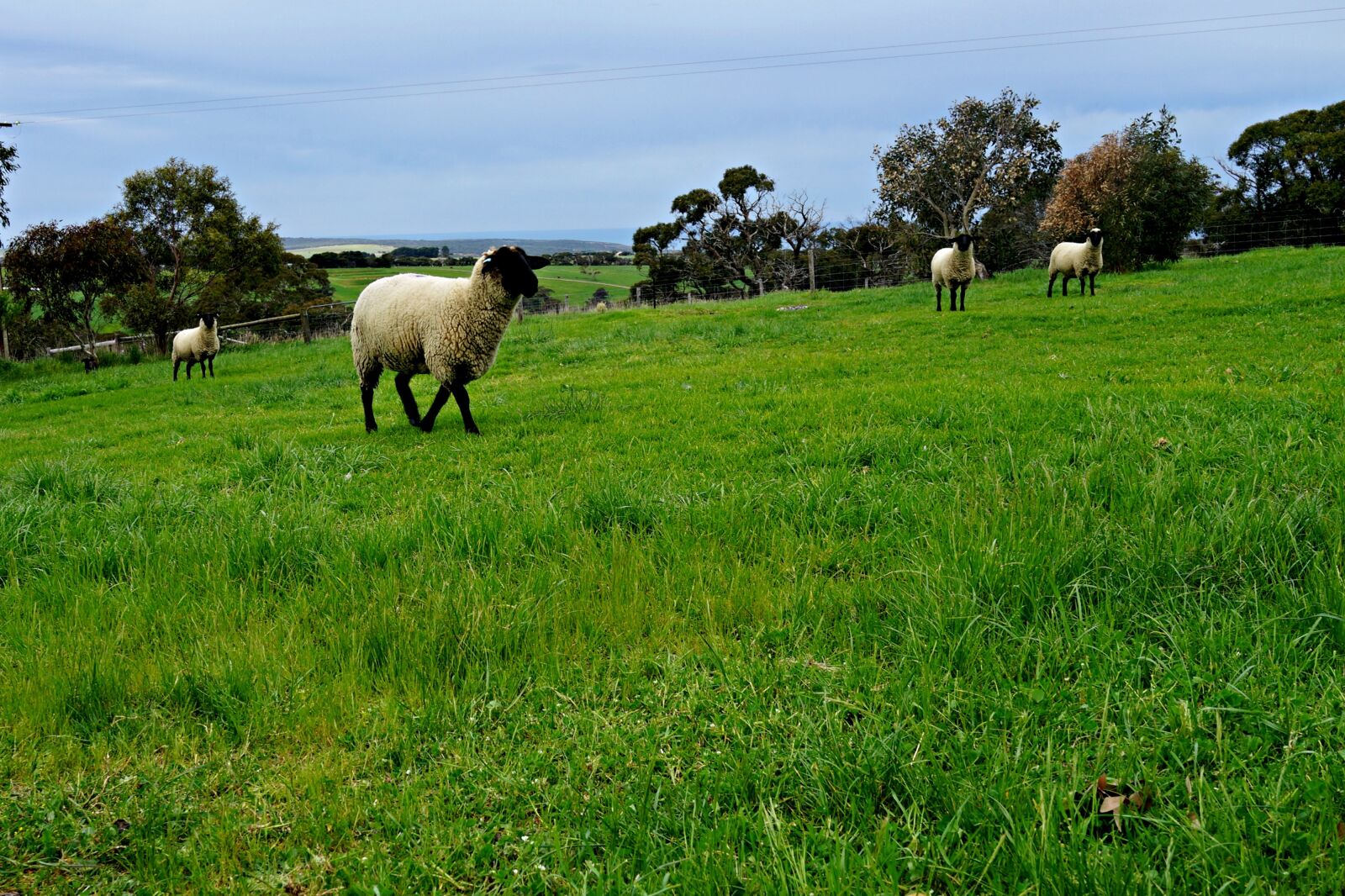 Sony Cyber-shot DSC-RX1R sample photo. Sheep, pasture, rolling meadows photography