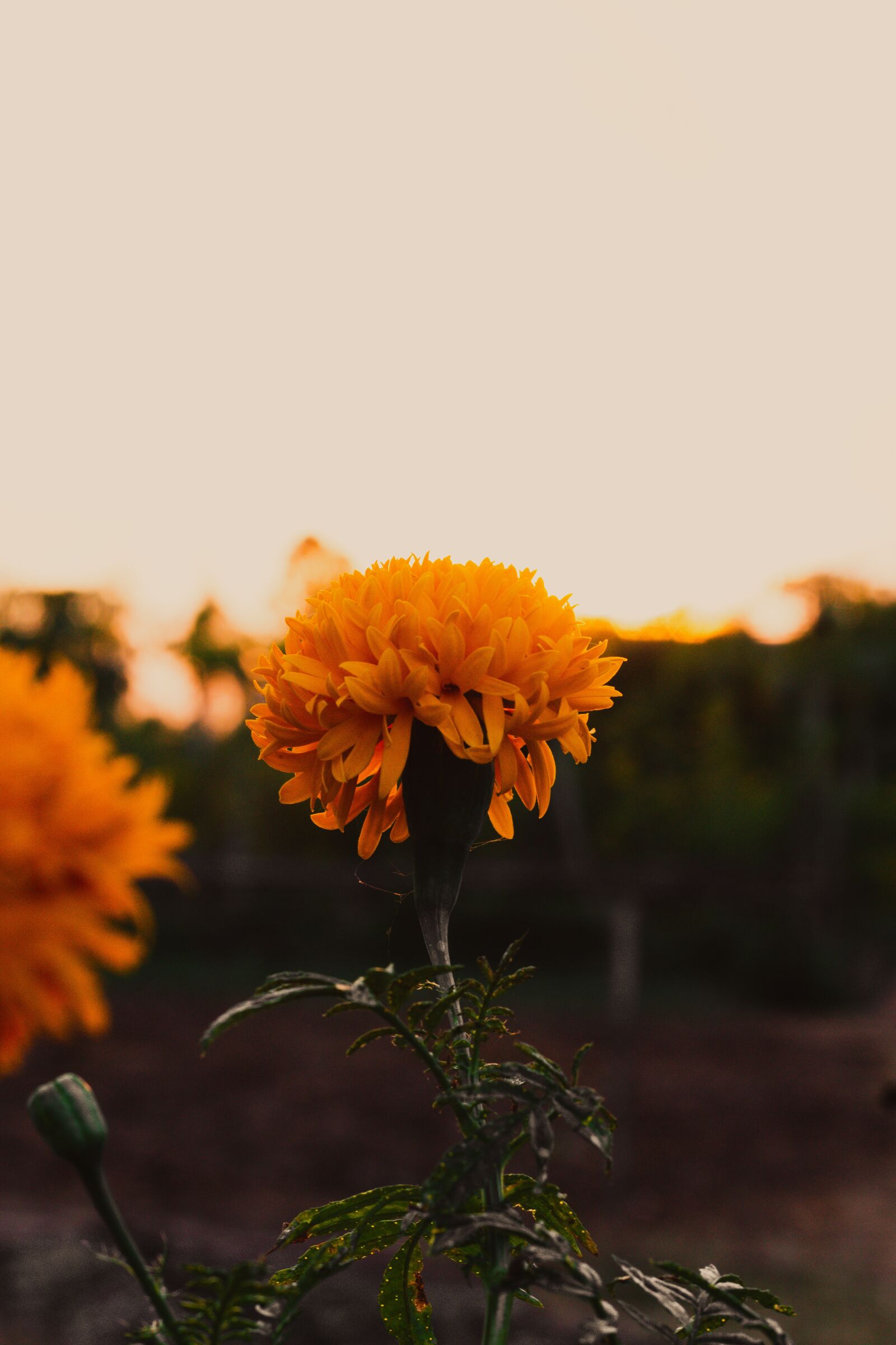 Canon EOS 700D (EOS Rebel T5i / EOS Kiss X7i) + Canon EF 50mm F1.8 STM sample photo. Marigold, flowers, marigold flower photography