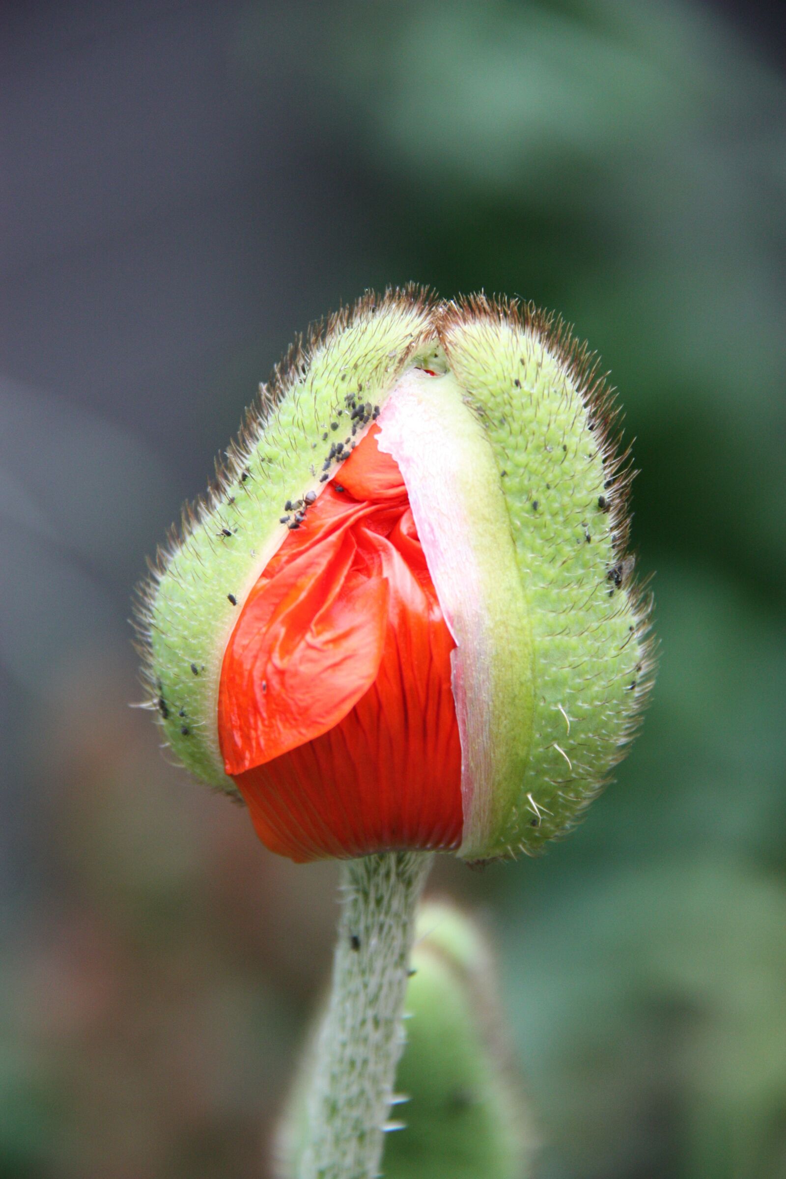 Canon EOS 450D (EOS Rebel XSi / EOS Kiss X2) sample photo. Poppy, bud, blossom photography