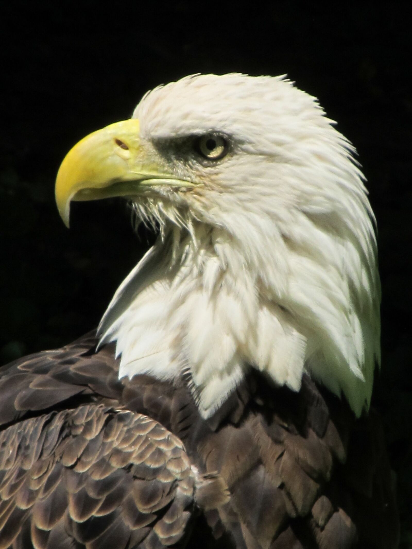 Canon PowerShot SX130 IS sample photo. Bald eagle, close up photography