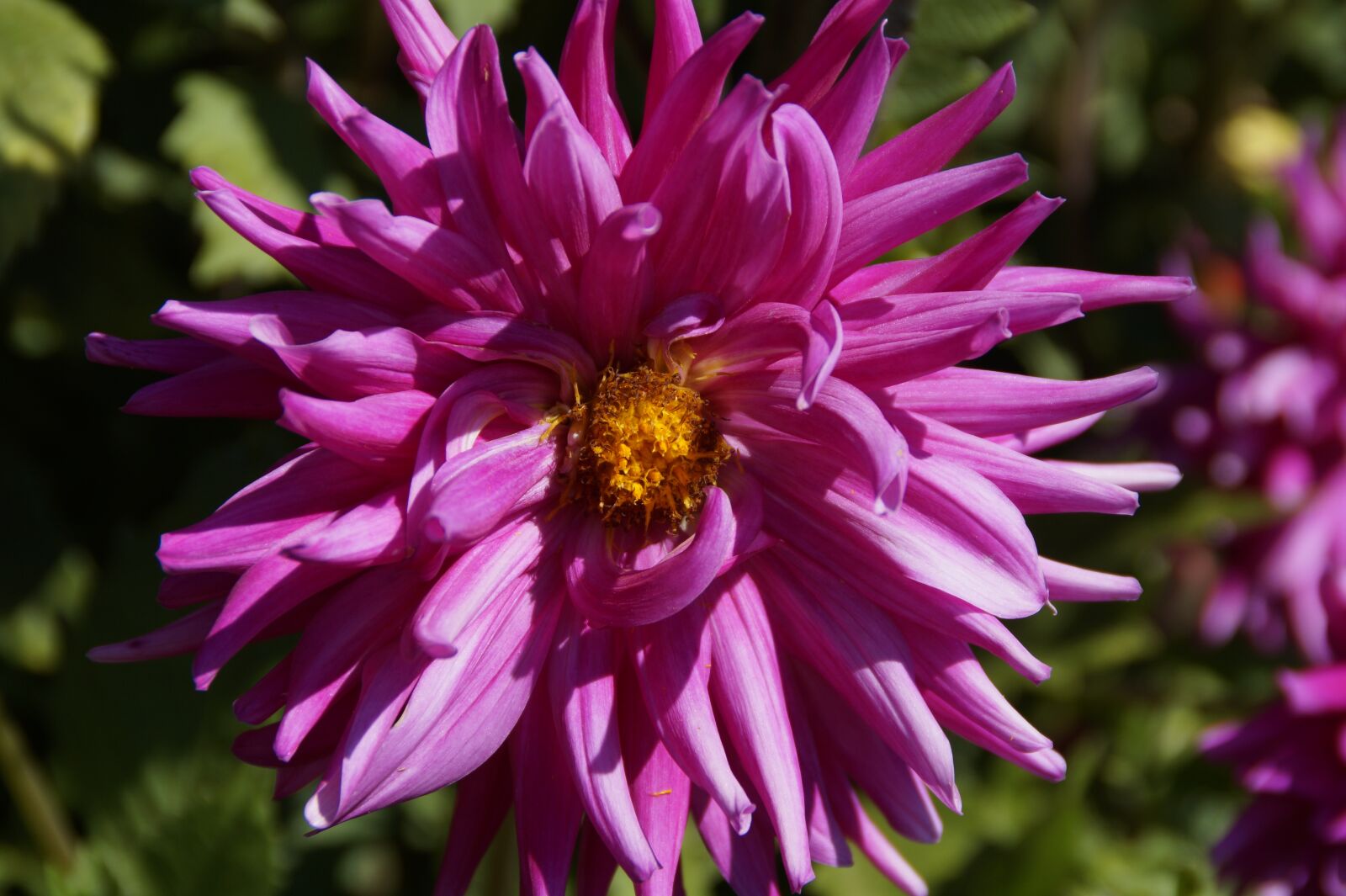Sony SLT-A58 sample photo. Dahlia, pink, flower photography