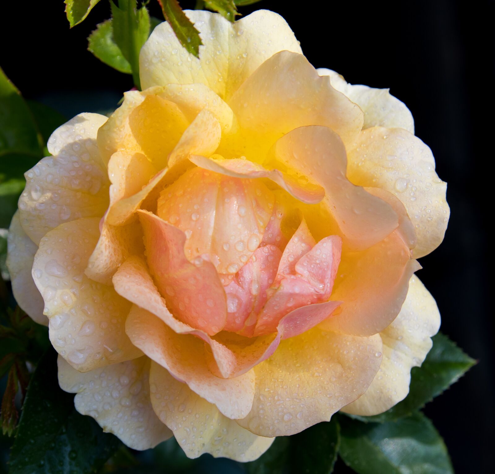 Canon EOS 80D sample photo. Rose, plant, flower photography