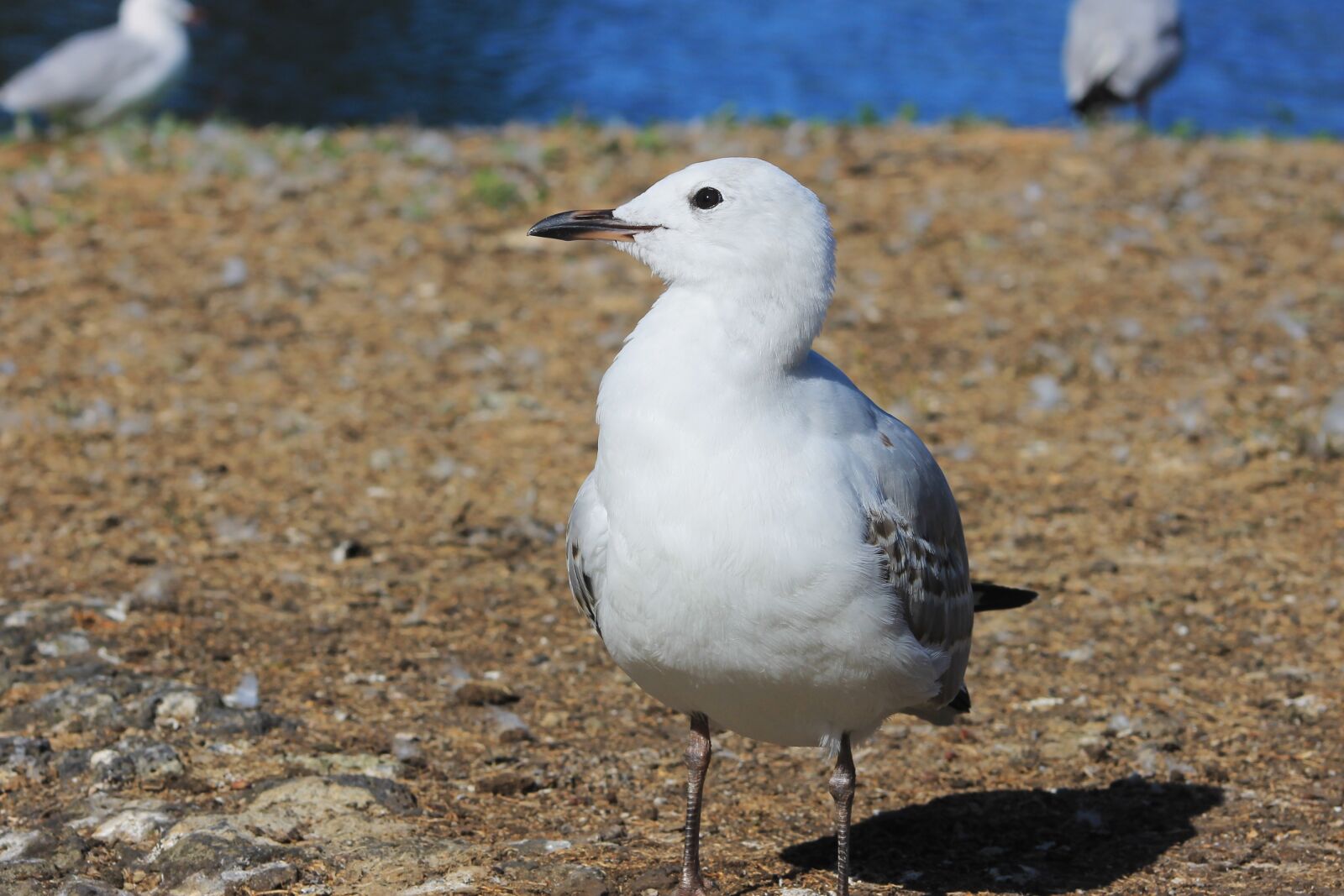 Canon EF75-300mm f/4-5.6 sample photo. Water, seagull, scenic photography