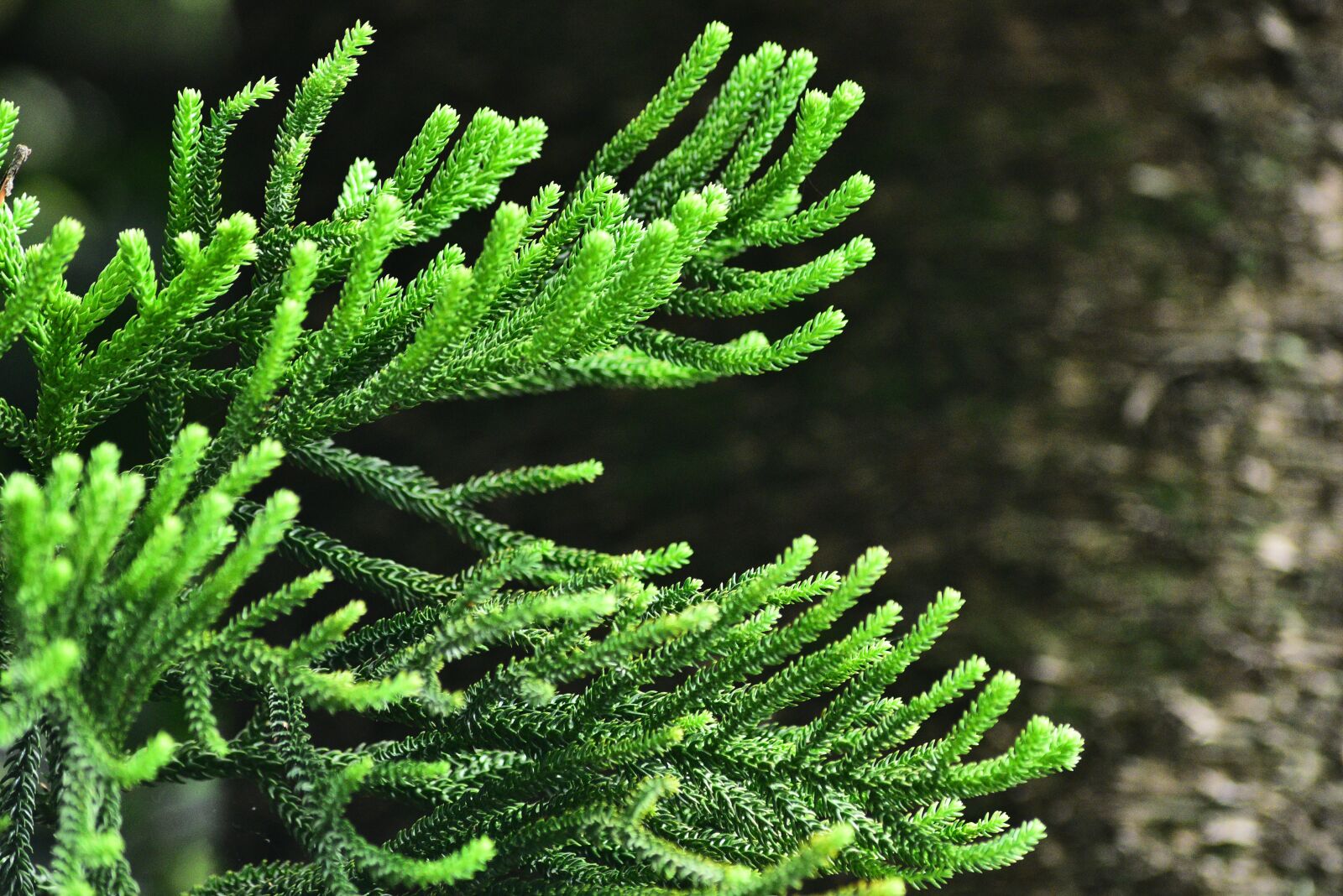 Nikon D750 sample photo. Pine tree, leaf, tree photography