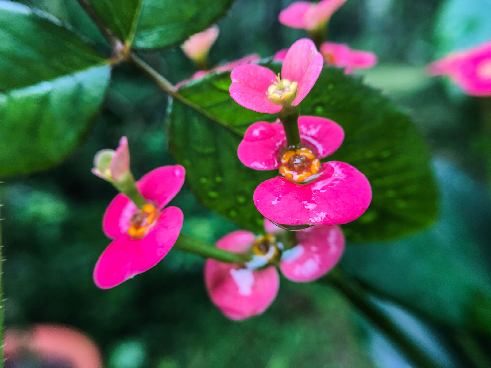 Apple iPhone SE sample photo. Bloom, blossom, botany, flower photography