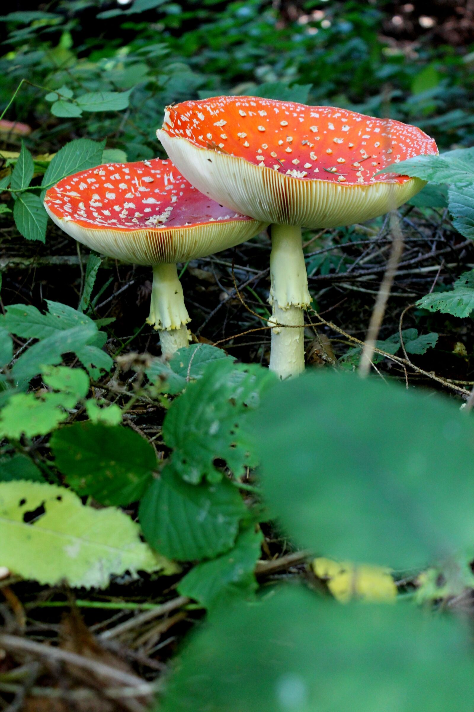 Canon EOS 1100D (EOS Rebel T3 / EOS Kiss X50) sample photo. Mushrooms, toadstools, amanita photography