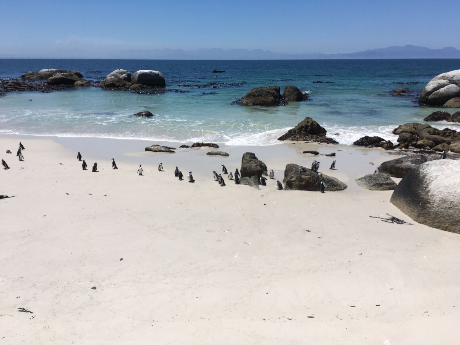 iPhone SE back camera 4.15mm f/2.2 sample photo. South africa, africa, penguins photography