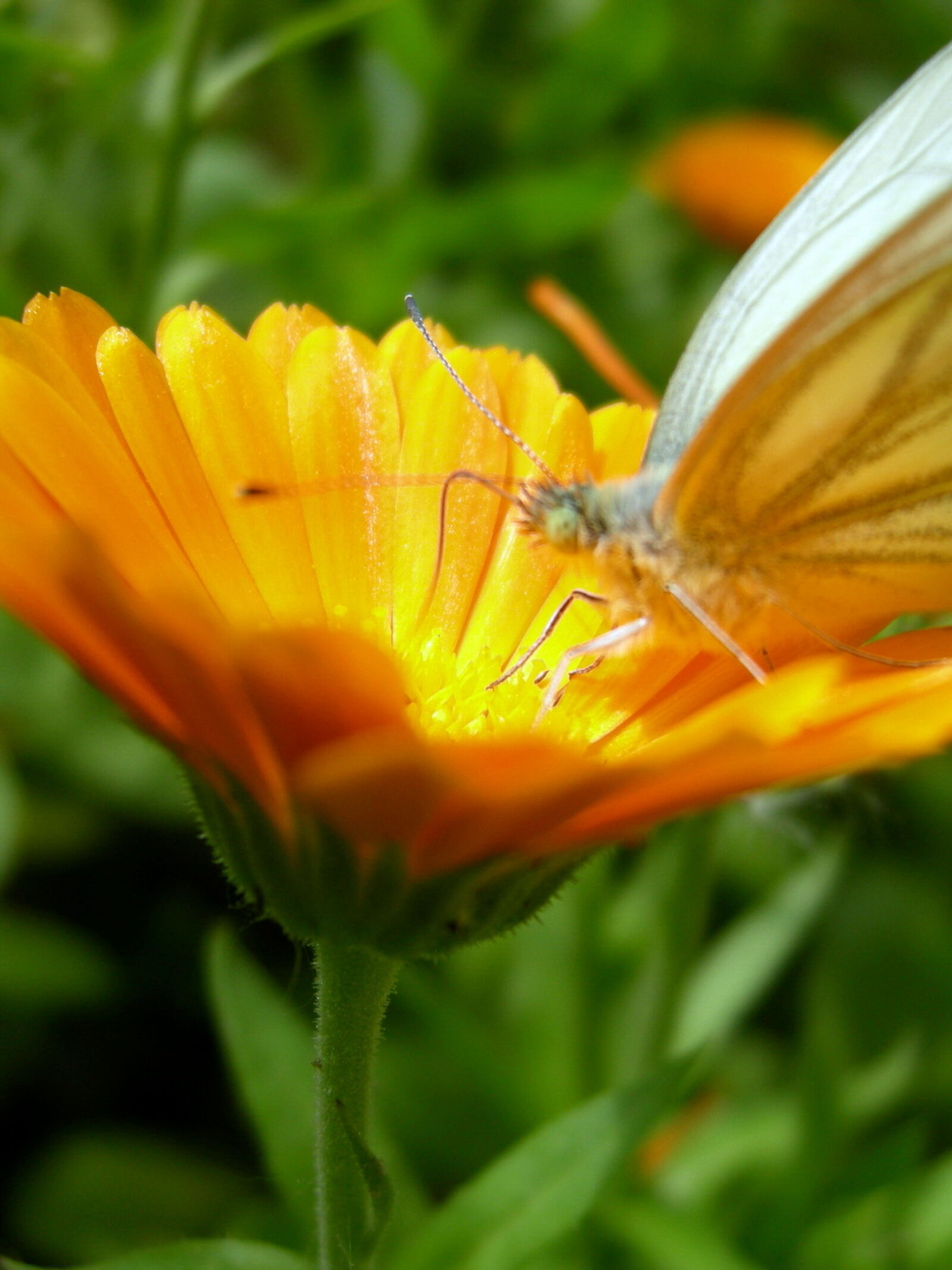 Nikon COOLPIX P1 sample photo. Butterfly, flower, life, nature photography