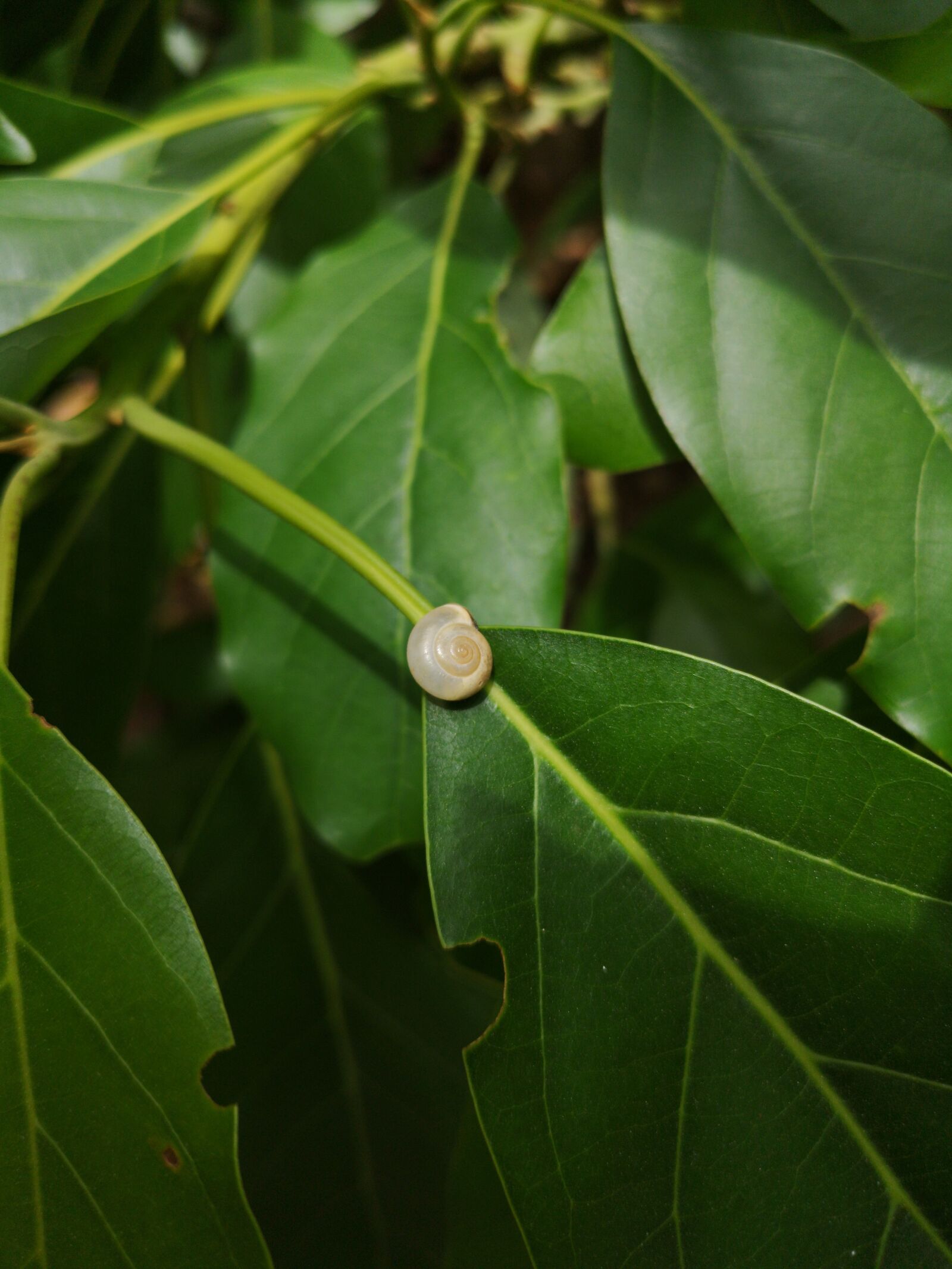 HUAWEI CLT-L29 sample photo. Snail, tree, insect photography