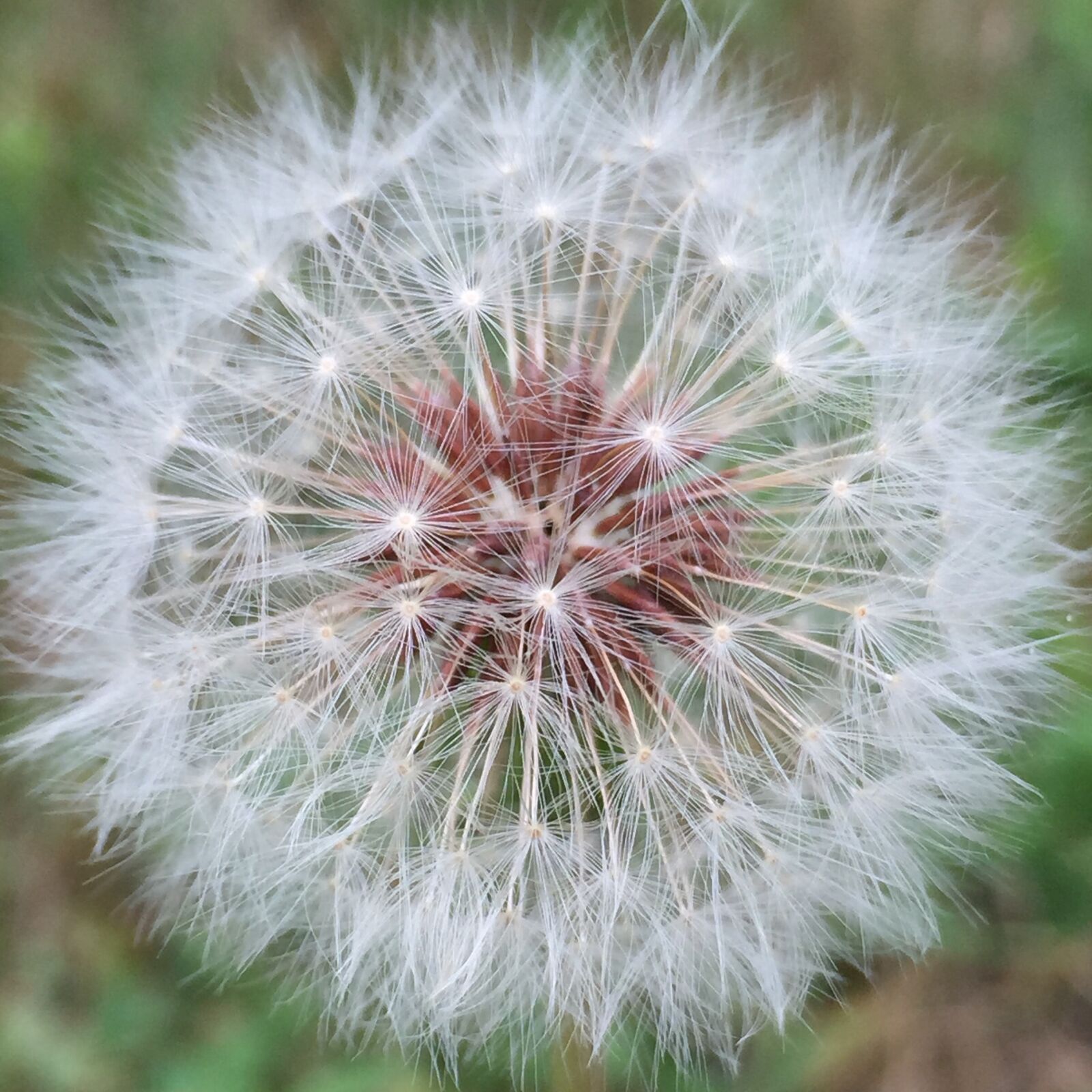 Apple iPhone 6 sample photo. Dandelion, weed, natural photography