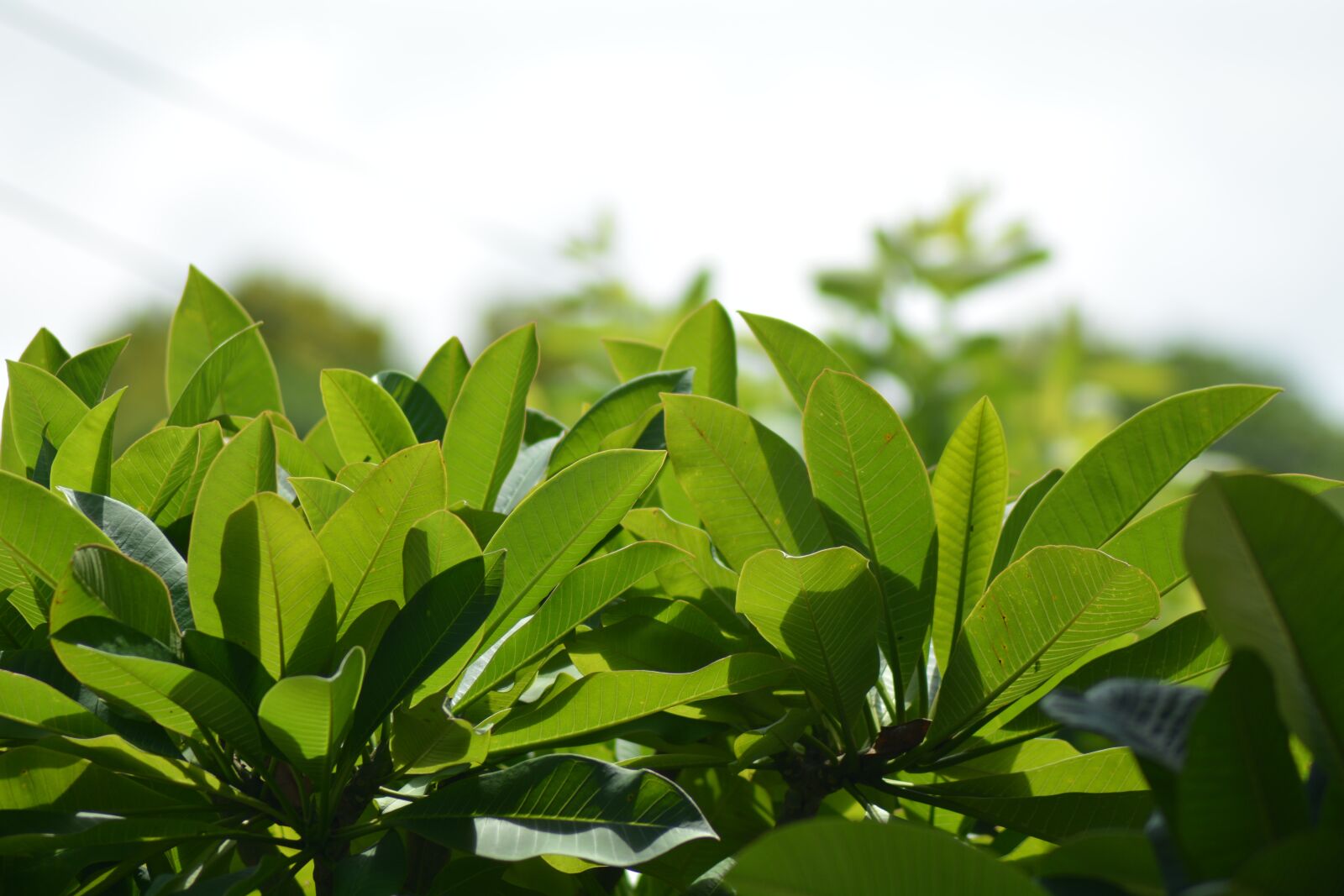 Nikon D7100 sample photo. Spring, autumn, outdoor photography