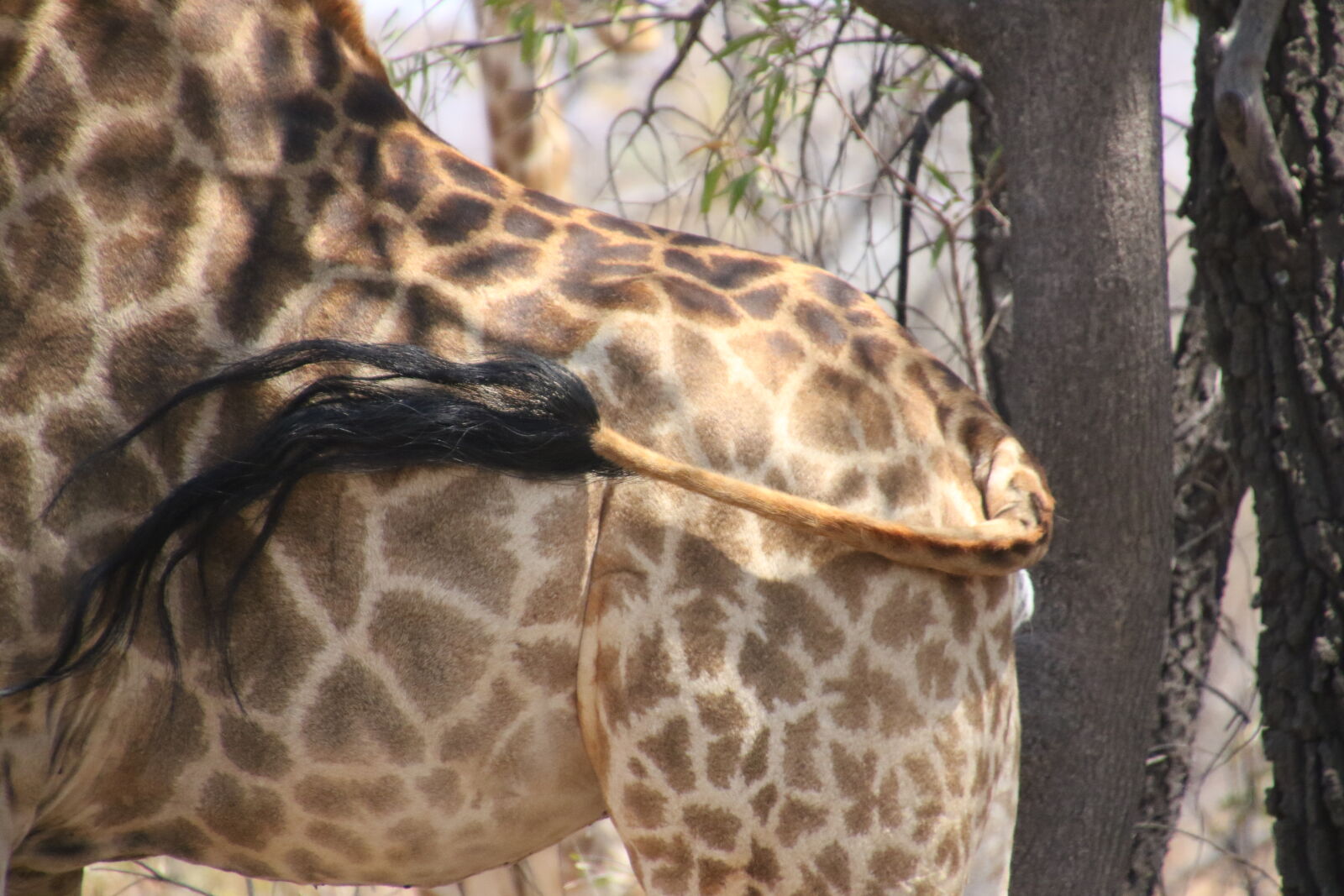 Canon EOS 7D Mark II sample photo. Animal, fur, giraffe, pattern photography