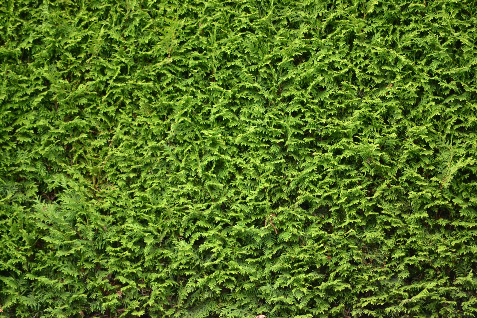 Nikon D3100 sample photo. Hedge, green, leaf photography