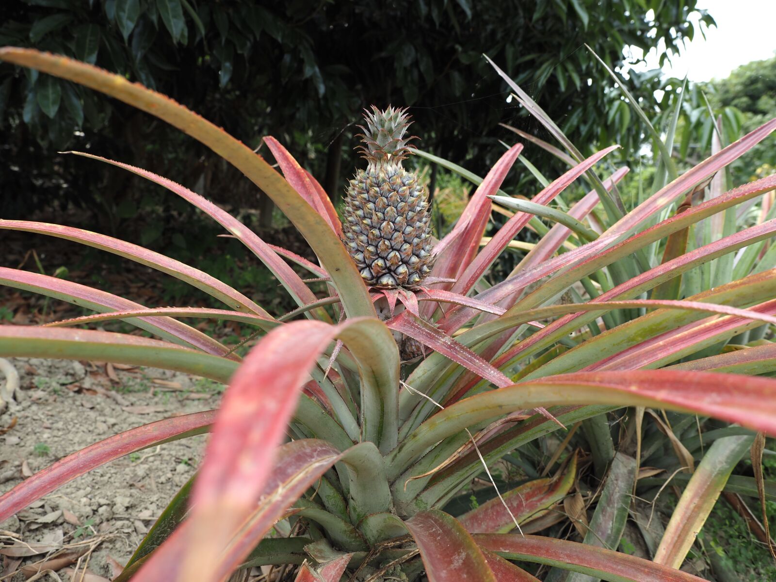 Olympus OM-D E-M5 III sample photo. Pineapple, tropical, fruit photography