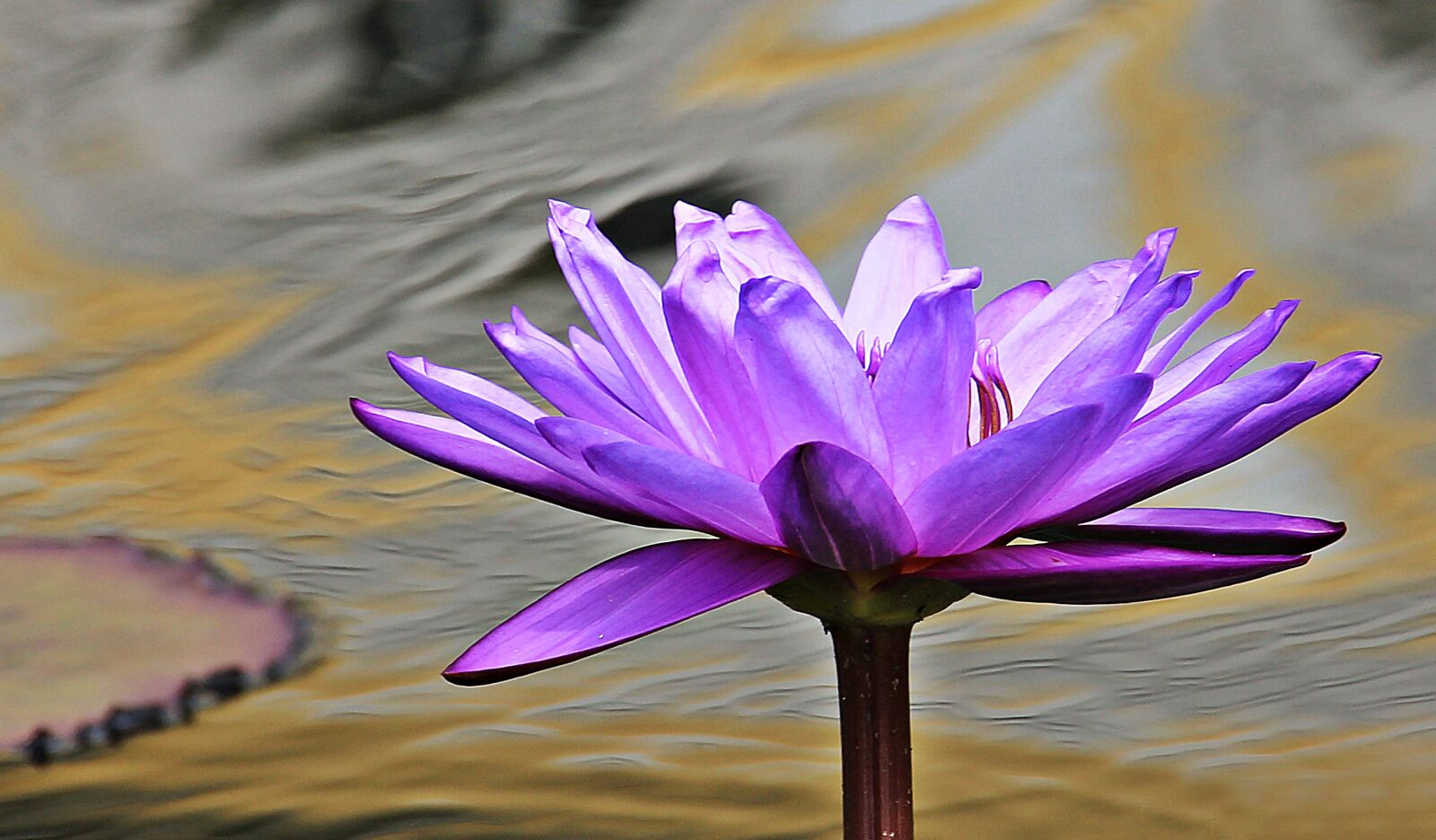Canon EOS 550D (EOS Rebel T2i / EOS Kiss X4) sample photo. Water lily, nuphar lutea photography