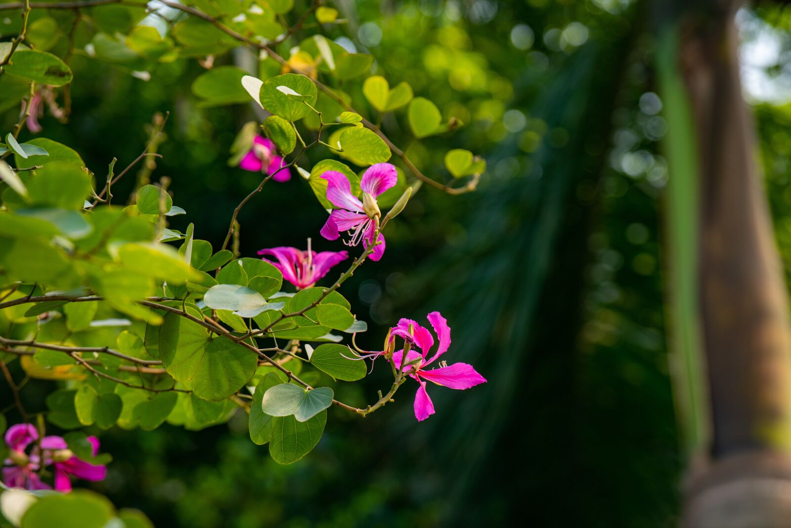 Nikon D810 sample photo. Flower, nest workshop, tree photography